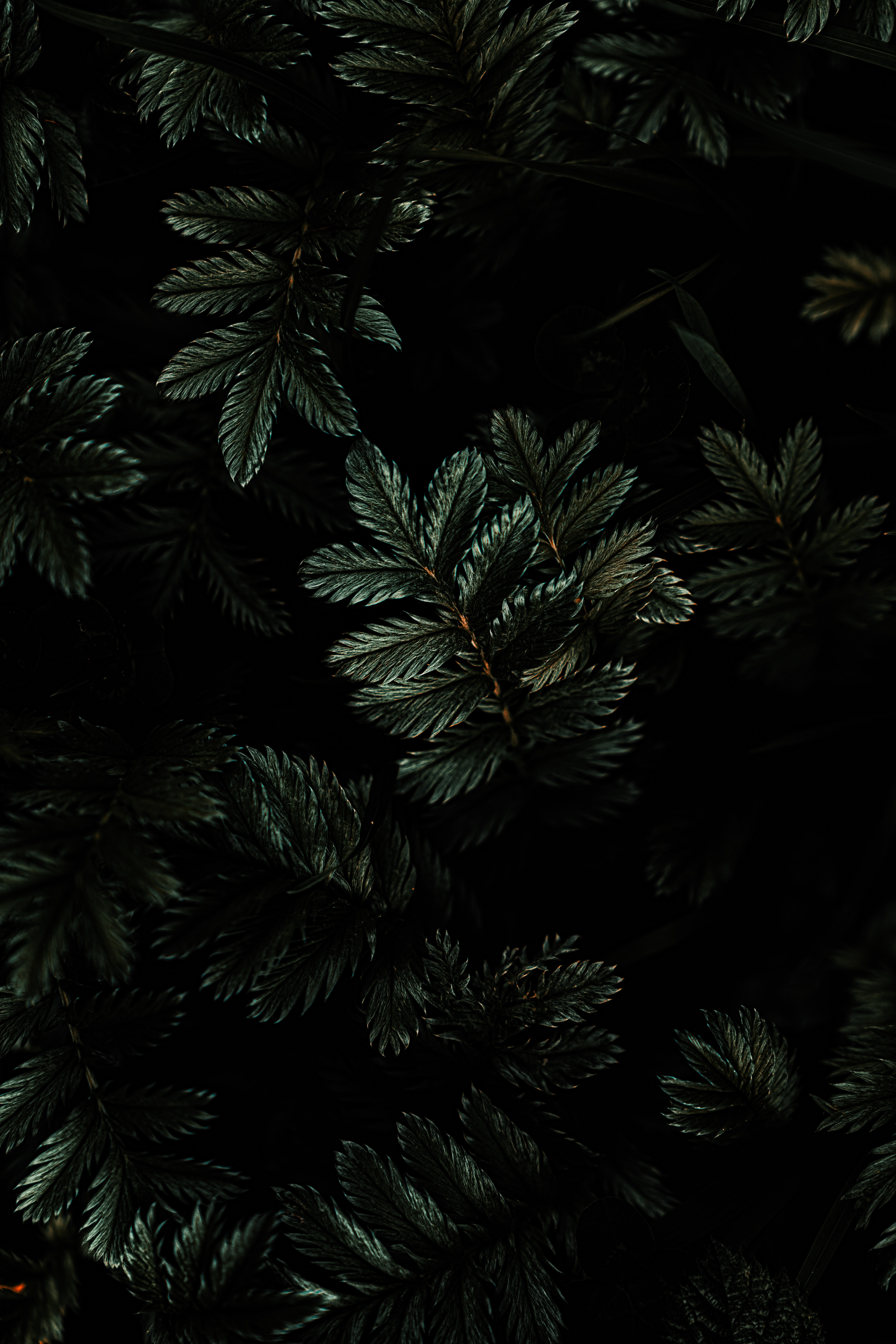Download mobile wallpaper Dark, Branches, Leaves, Plant for free.