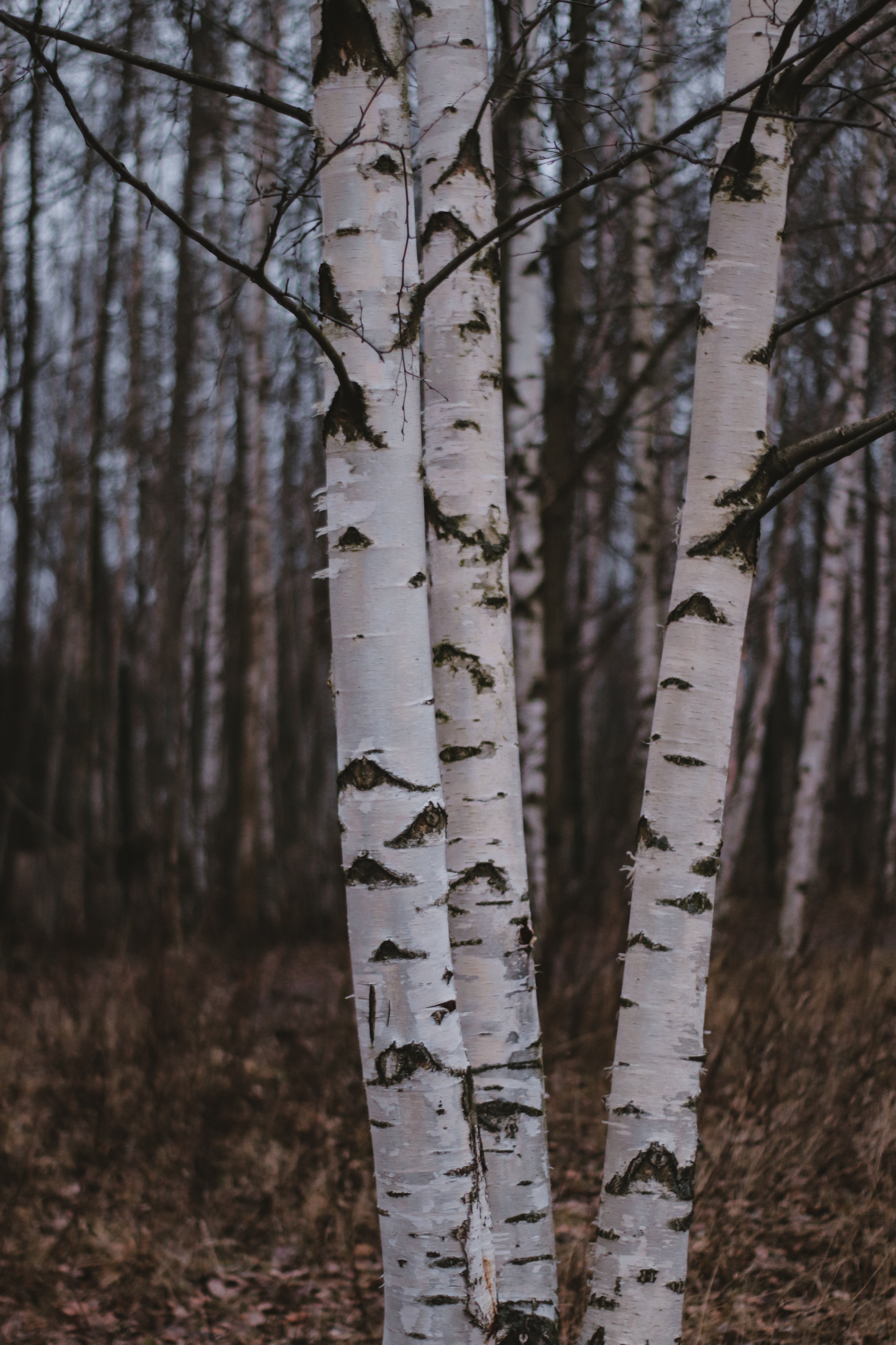 Download mobile wallpaper Forest, Trees, Birches, Nature for free.