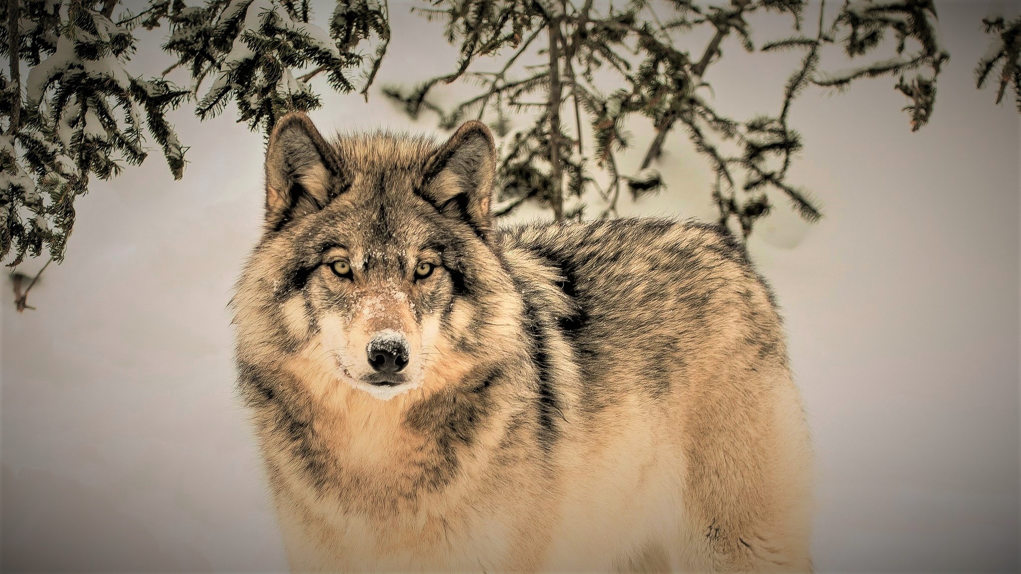 Красивые обои волки. Красивый волк. Волк зимой. Волк на рабочий стол. Волк картинка.