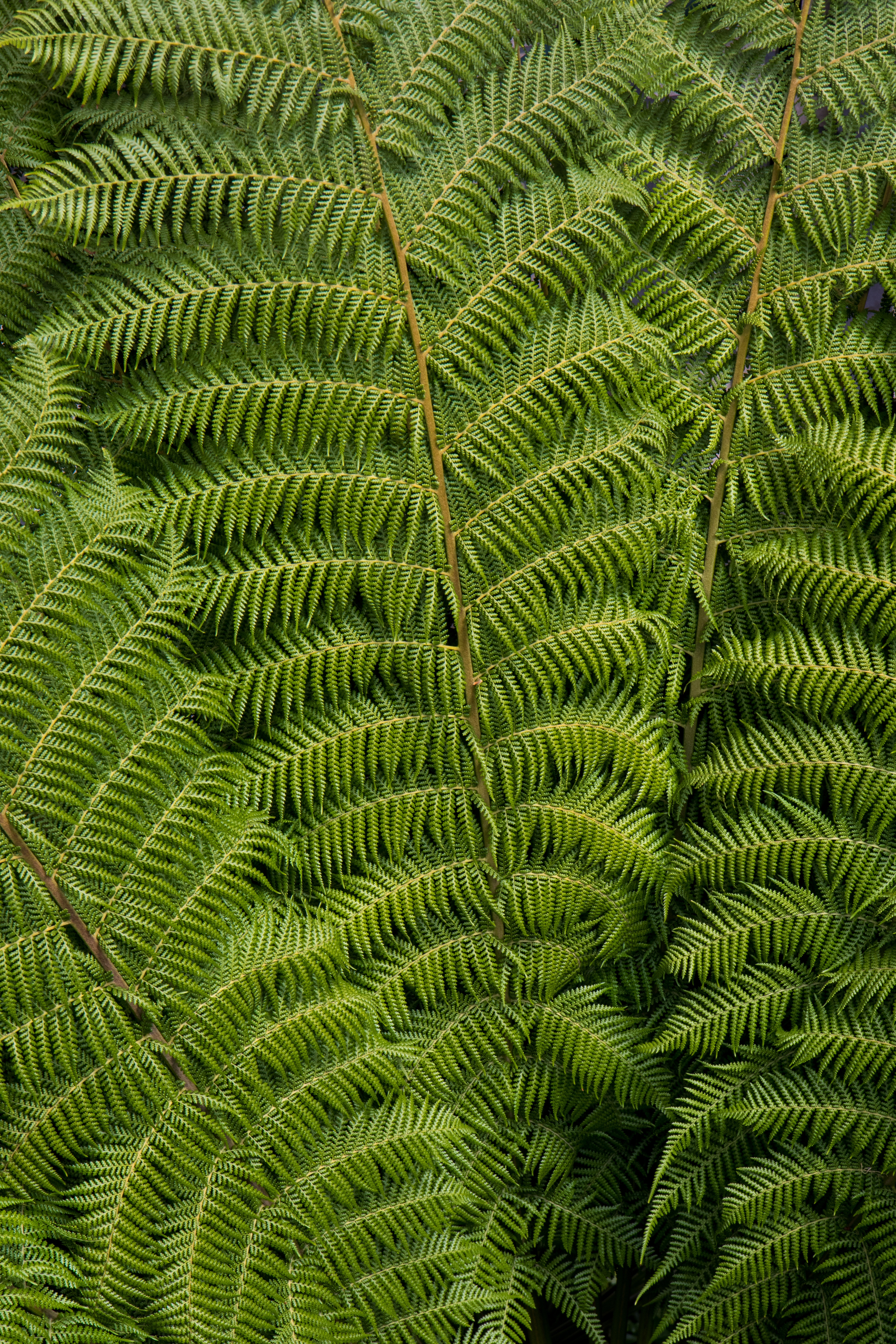 Download mobile wallpaper Ostrich Ordinary, Common Ostrich, Leaves, Fern, Plant, Carved, Nature for free.