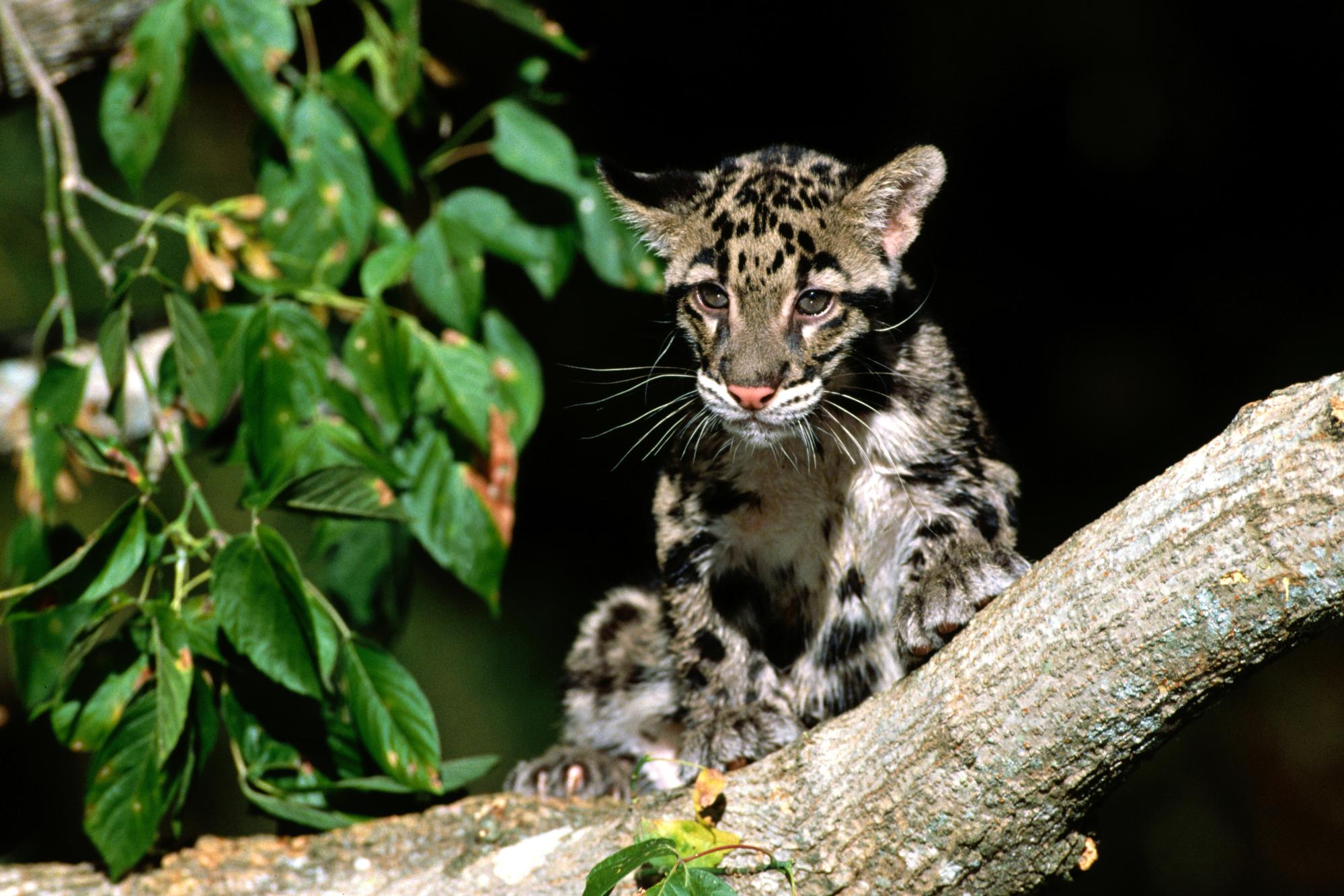 animal, clouded leopard, cats