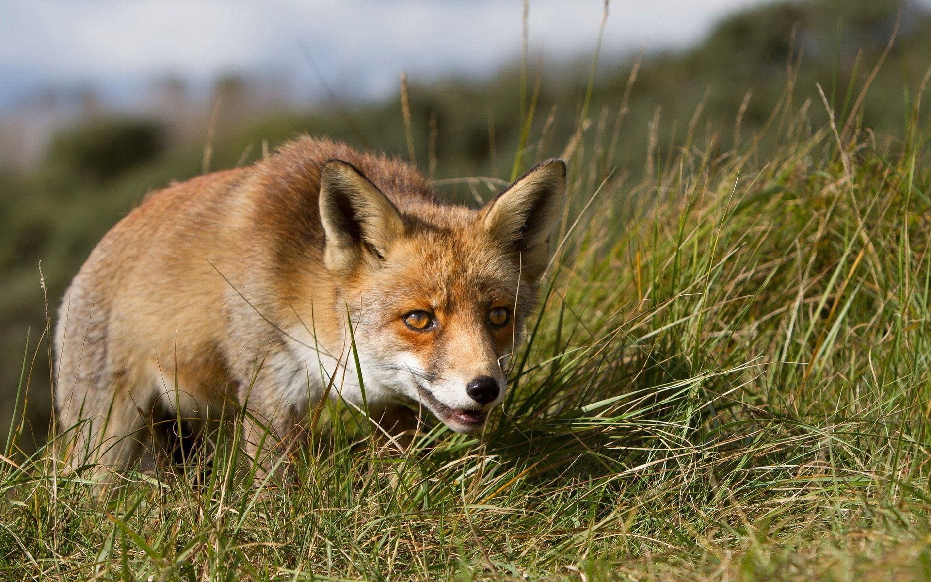 animals, grass, fox, muzzle, sight, opinion, hunting, hunt Desktop home screen Wallpaper