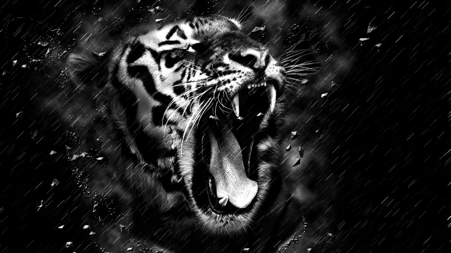 Заставки оскал. Тигр оскал анфас. Тигр на черном фоне. Тигр рычит. Картинки оскал.