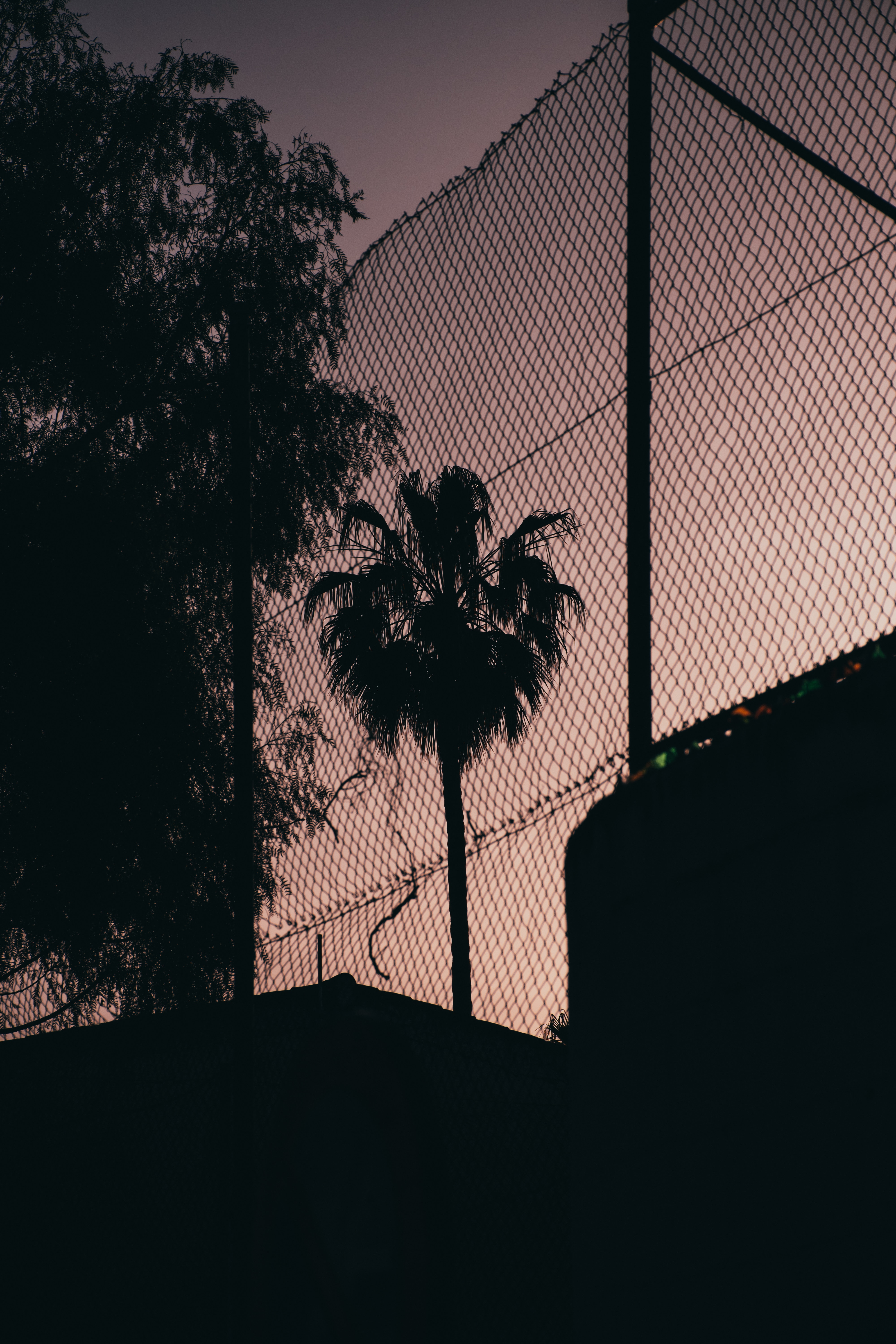HD wallpaper palm, dark, night, grid, fence, darkness