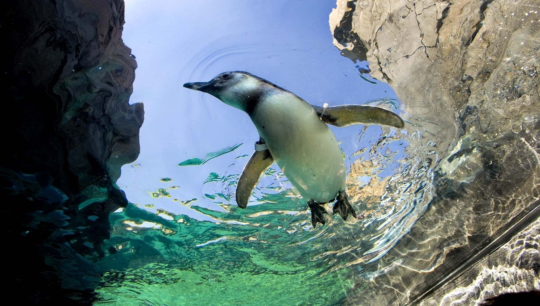 Free HD Penguin