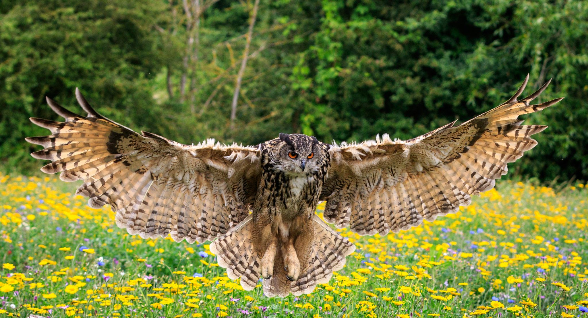 HQ Eurasian Eagle Owl Background Images