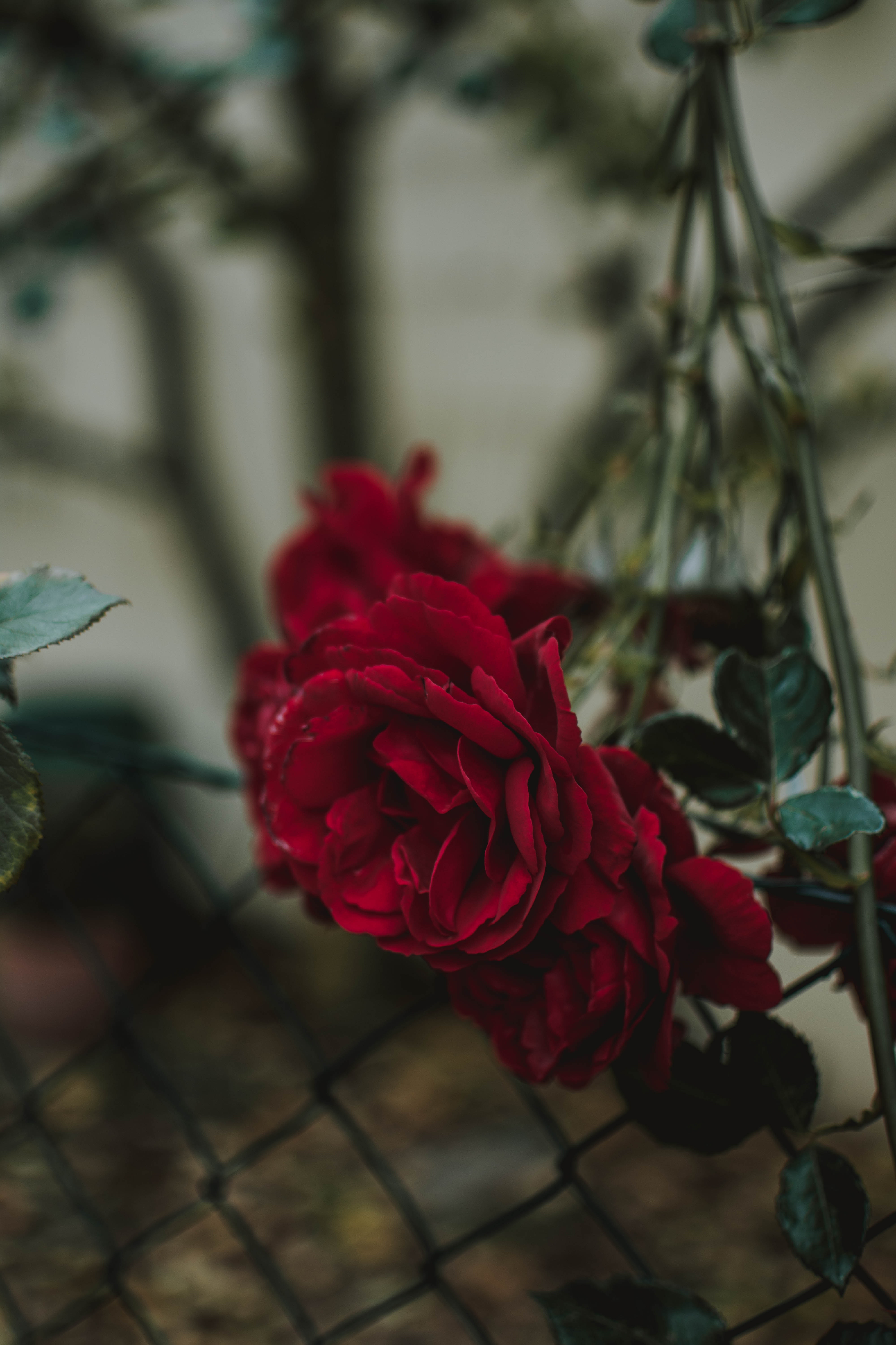 Download mobile wallpaper Bud, Fence, Smooth, Rose, Flowers, Rose Flower, Blur for free.
