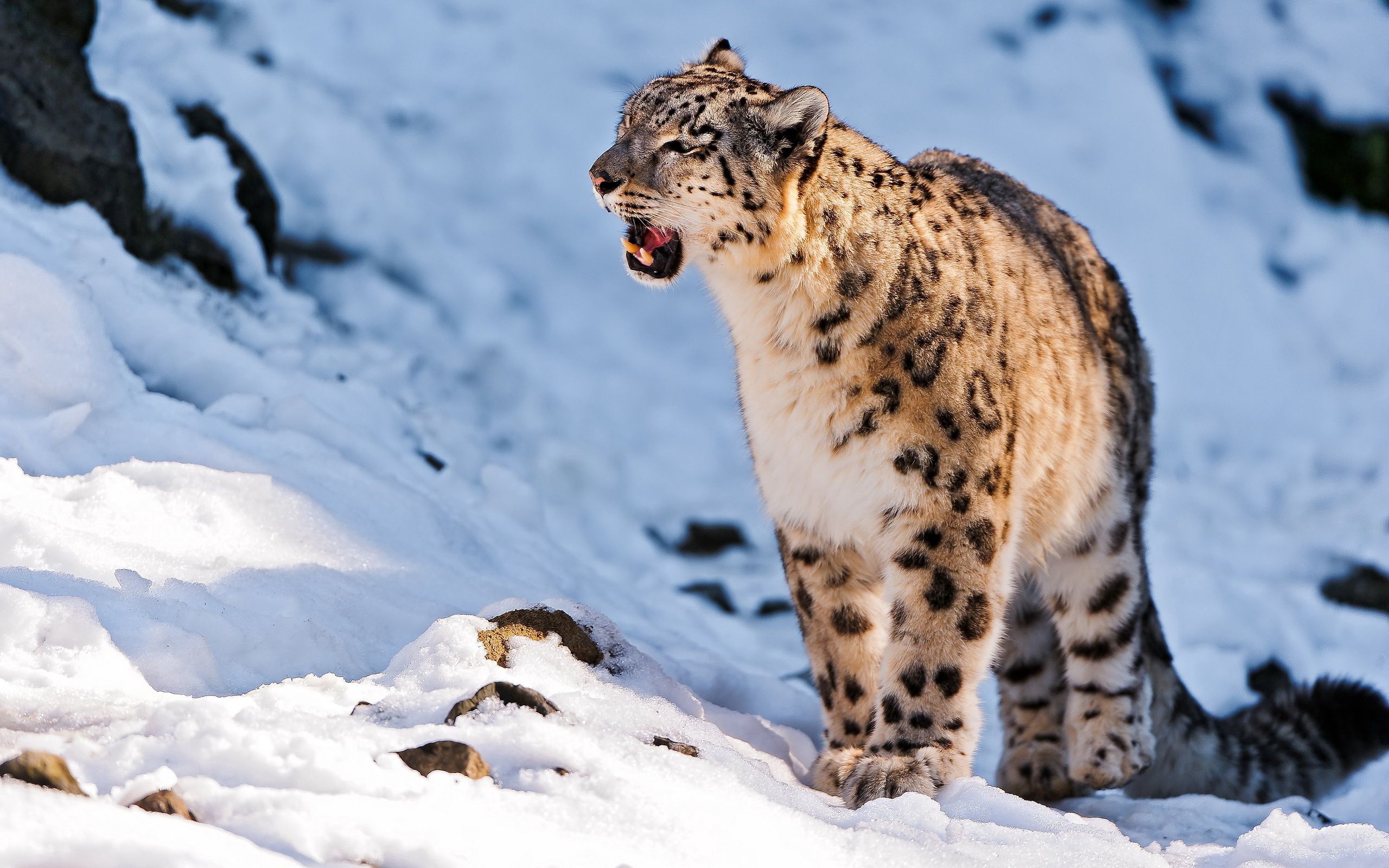 snow leopard, animals, stroll, snow, grin, predator for android