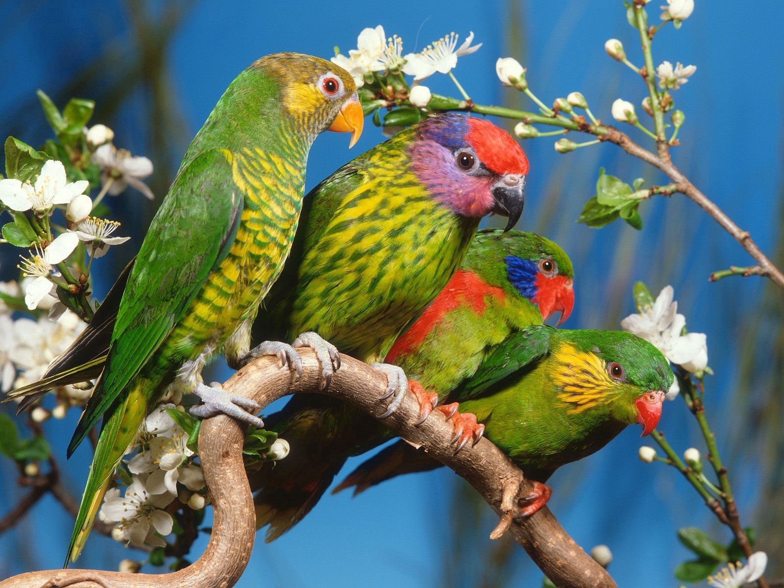 Free download wallpaper Parrots, Branch, Animals, Birds, Motley, Multicolored on your PC desktop