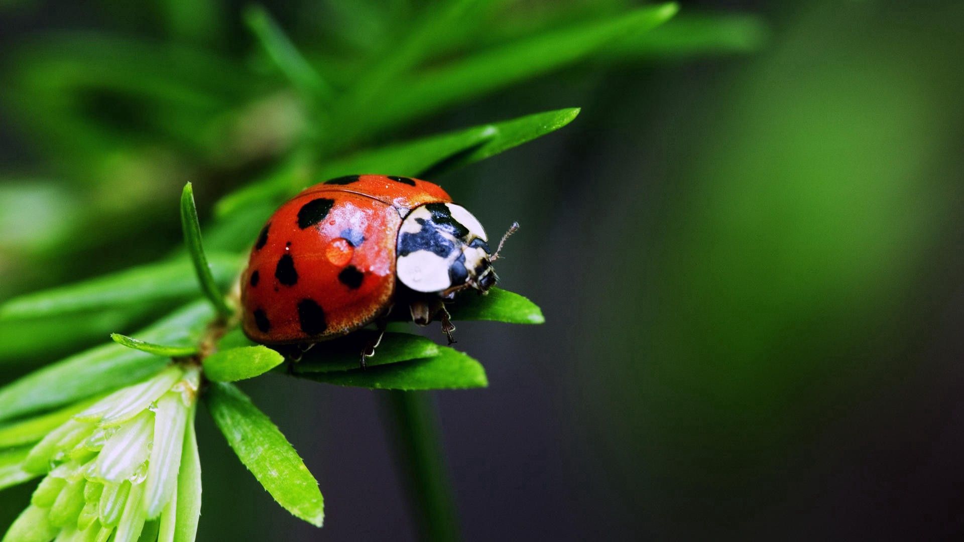 Download mobile wallpaper Macro, Ladybird, Insect, Plant, Ladybug for free.