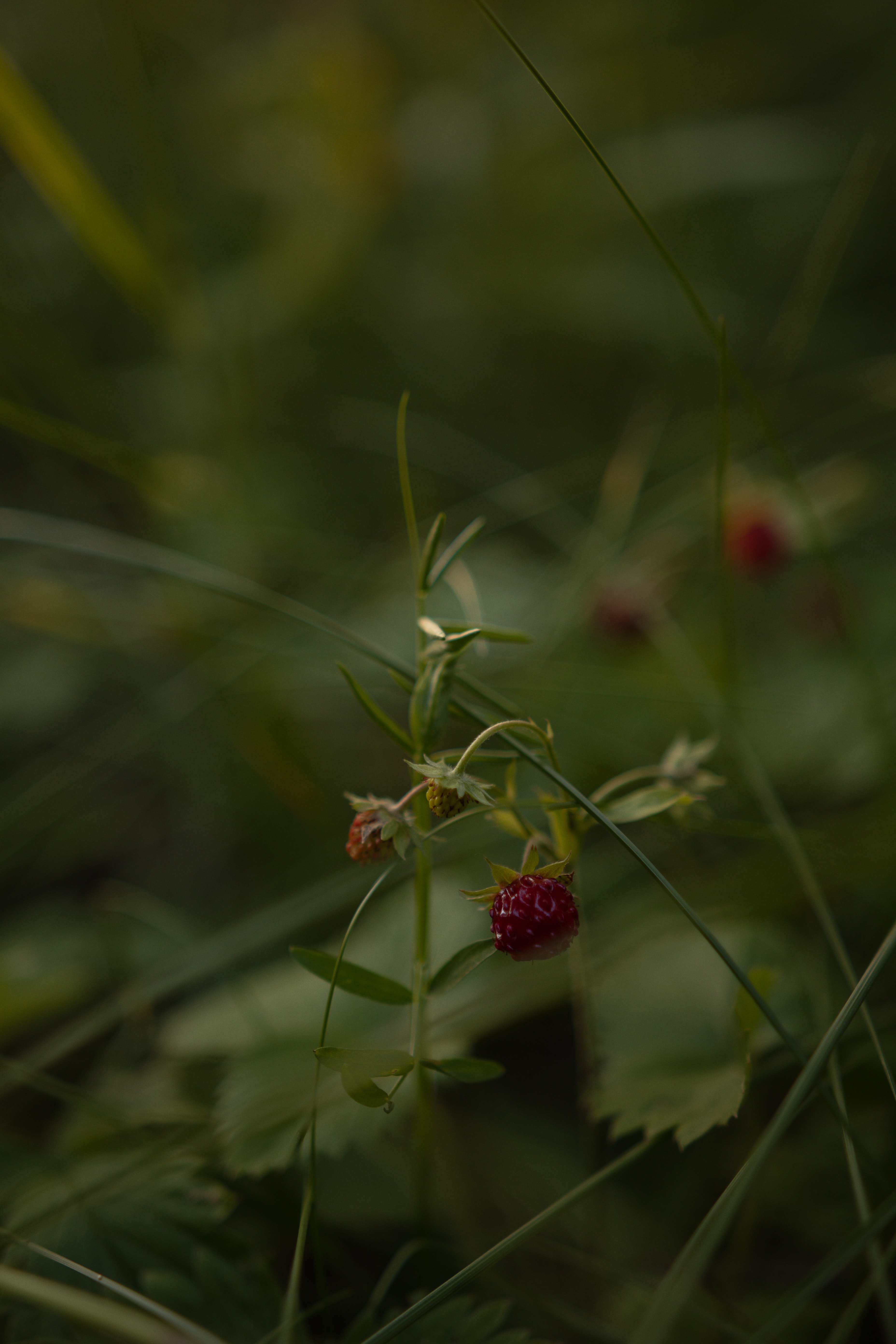 Free download wallpaper Grass, Macro, Berry, Nature, Strawberry, Wild Strawberries on your PC desktop