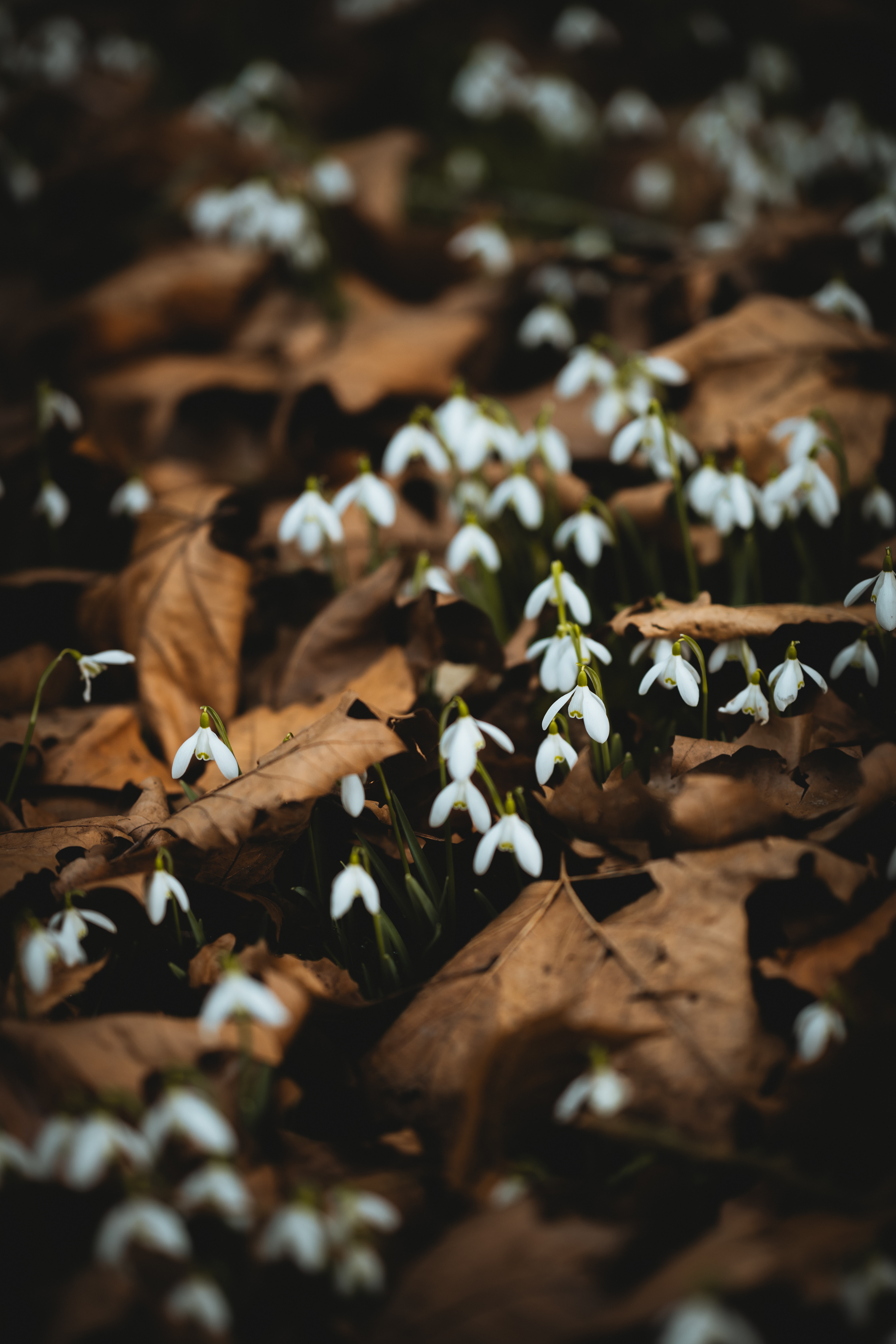 Download mobile wallpaper Snowdrops, Flowers, Leaves, Spring for free.