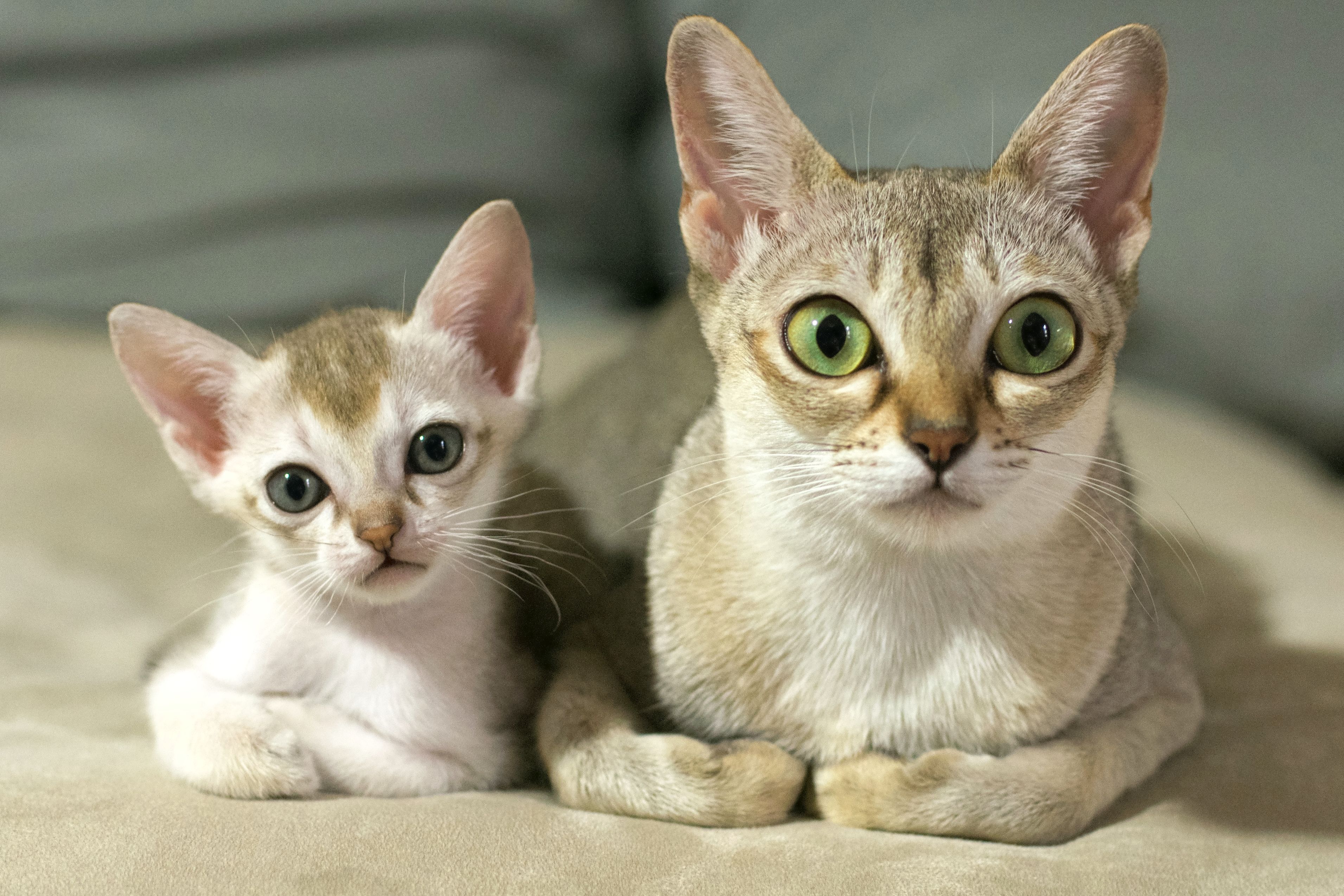 Другая порода кошек. Сингапурская кошка. Сингапурская порода кошек. Сингапурская кошка породы кошек. Абиссинская короткошерстная.