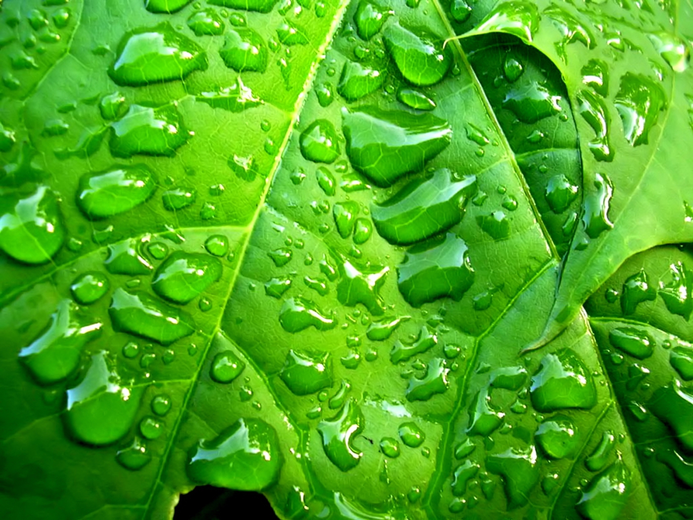 Download mobile wallpaper Leaves, Drops, Background for free.