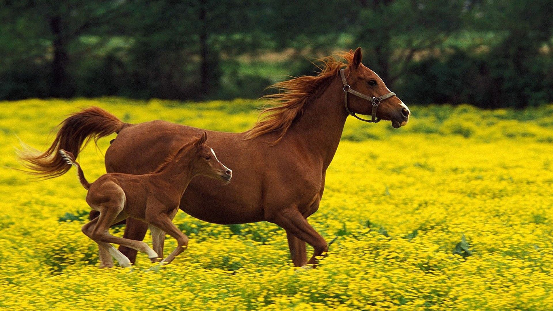 Best Horse Desktop Backgrounds