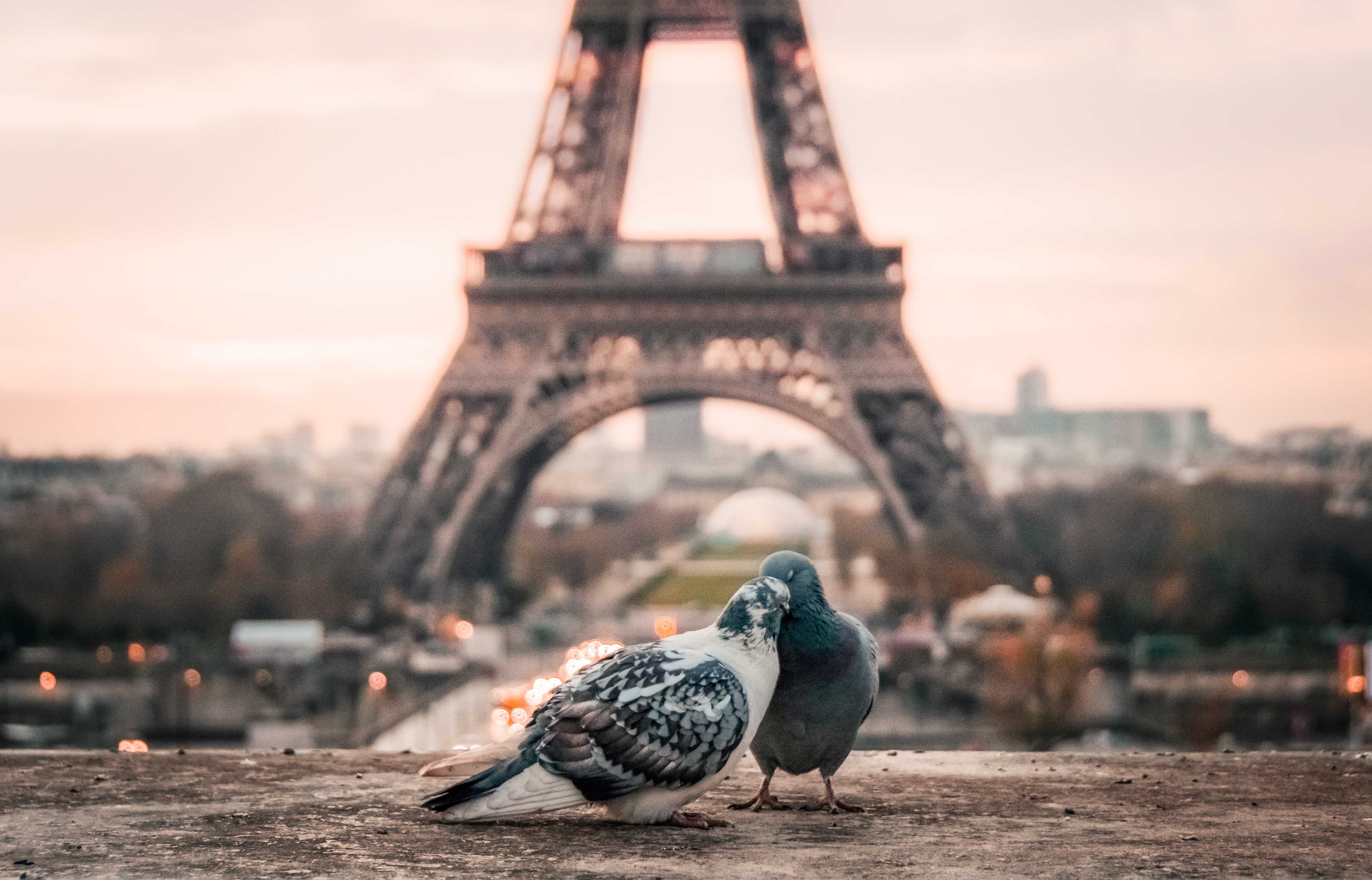 pigeons, animals, pair, couple, eiffel tower
