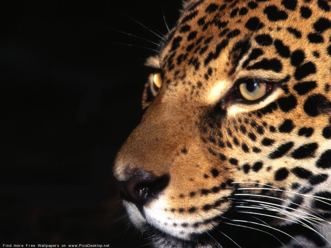 15029 baixar papel de parede animais, leopards - protetores de tela e imagens gratuitamente