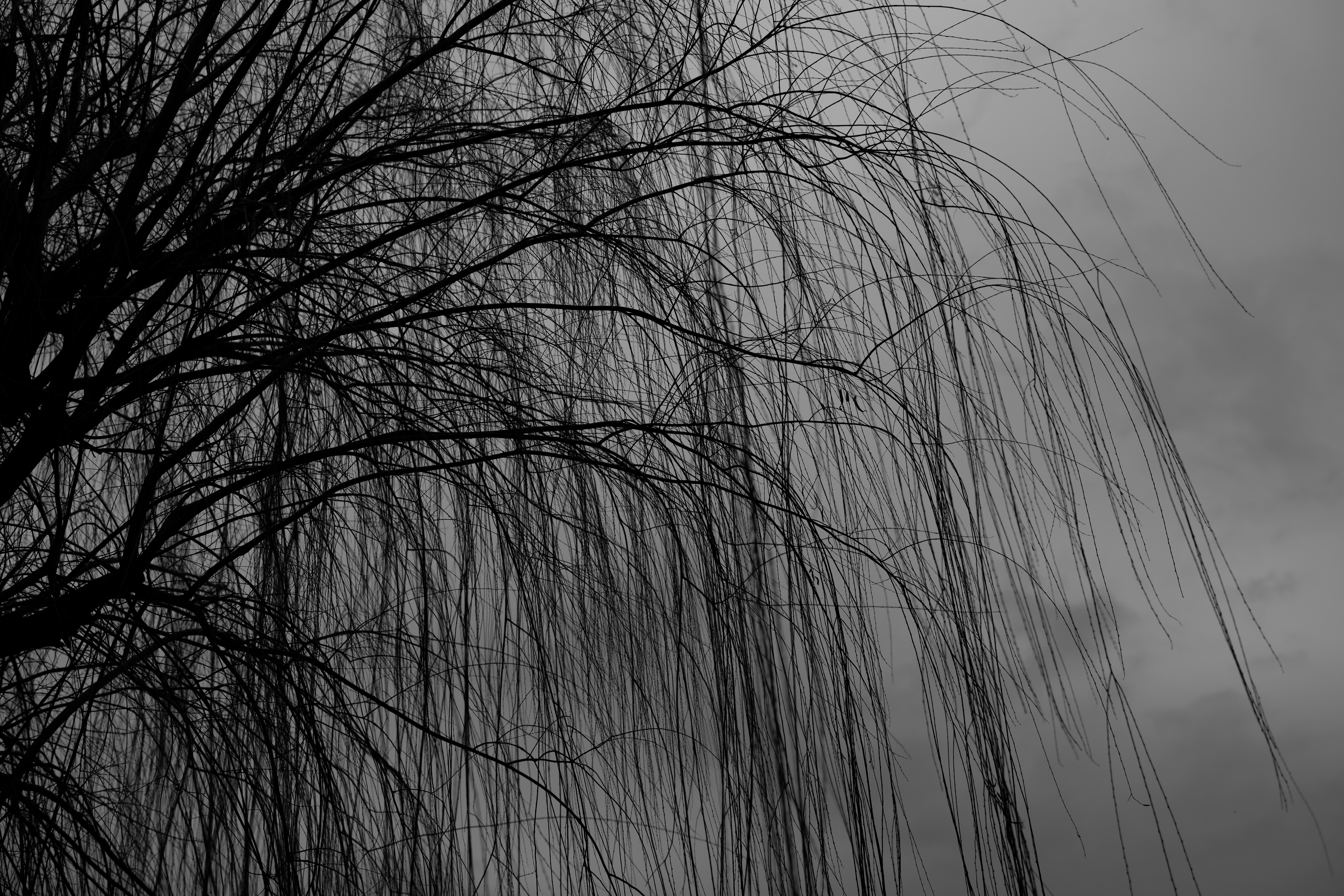 wallpapers dark, wood, tree, branches, bw, chb, willow