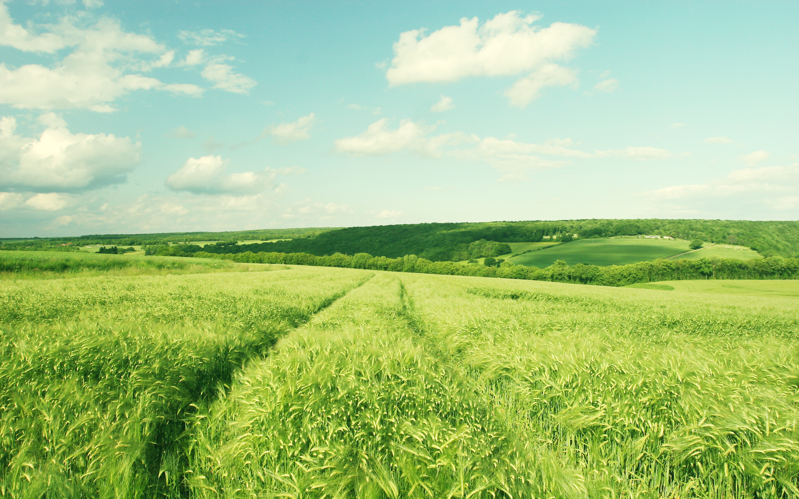 Farm grass. Поле равнина Белоруссия. Природа деревень полей, степей. Красивое поле. Природа зеленое поле.
