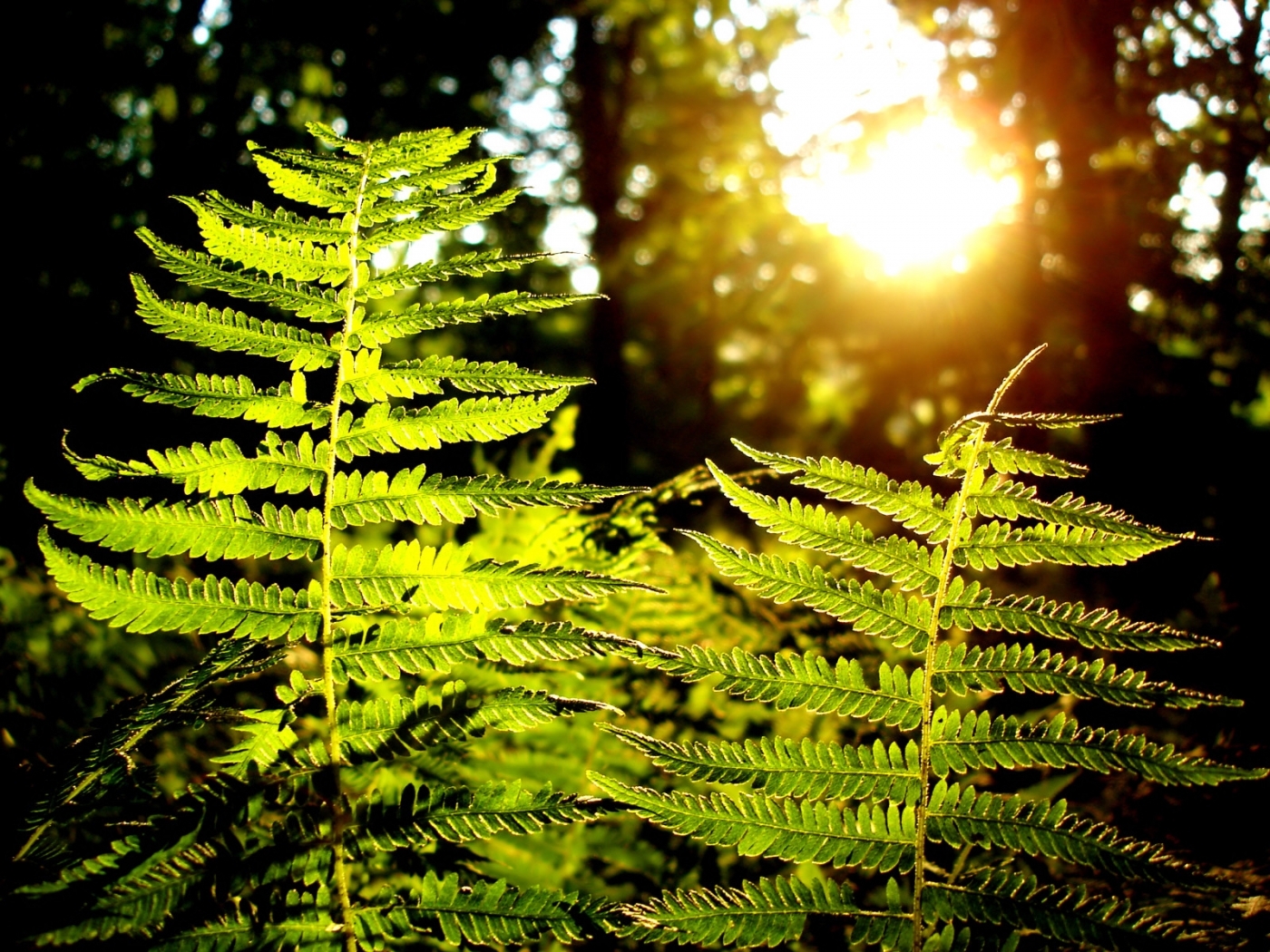 plants, ferns Free Stock Photo