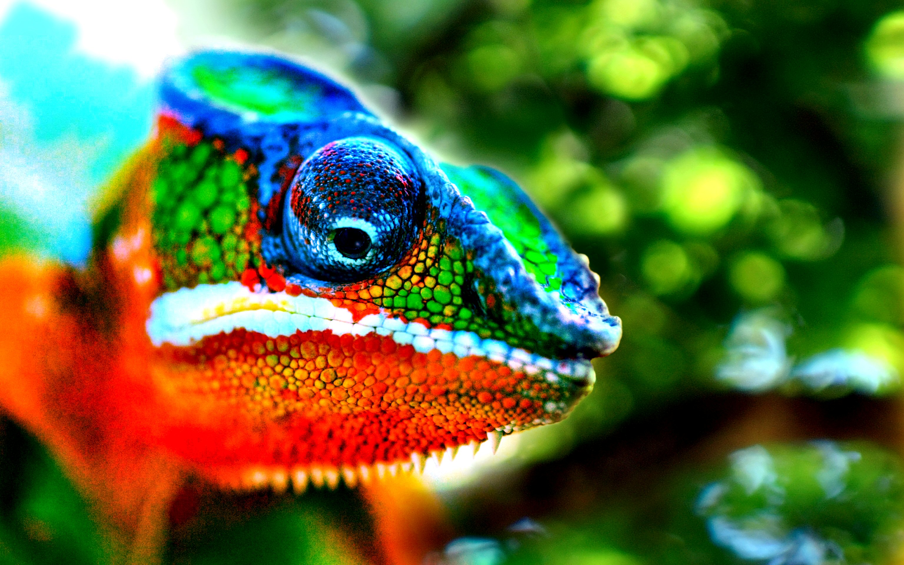 animal, chameleon, colorful, lizard, reptiles