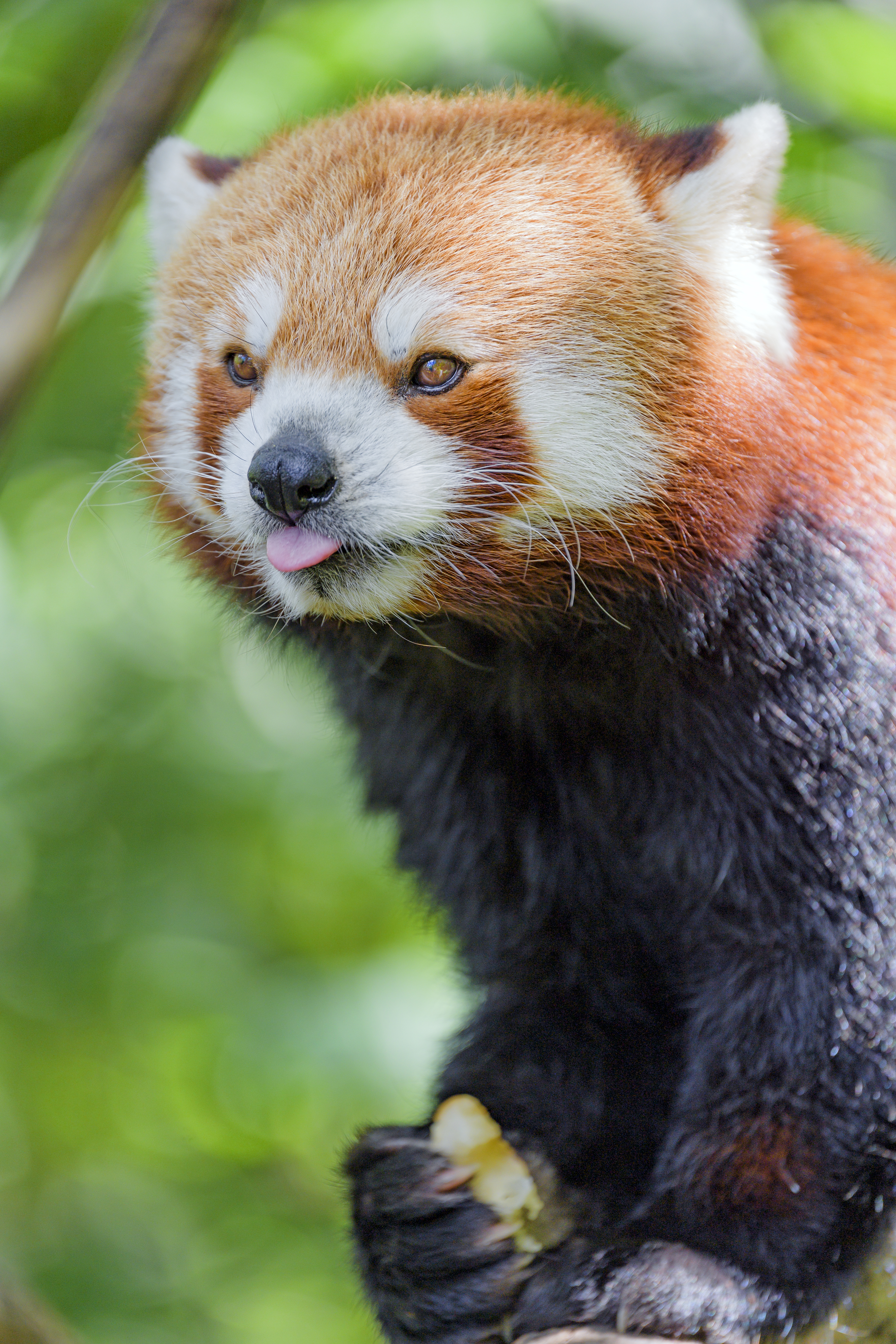 Download mobile wallpaper Protruding Tongue, Tongue Stuck Out, Animals, Animal, Red Panda, Funny for free.