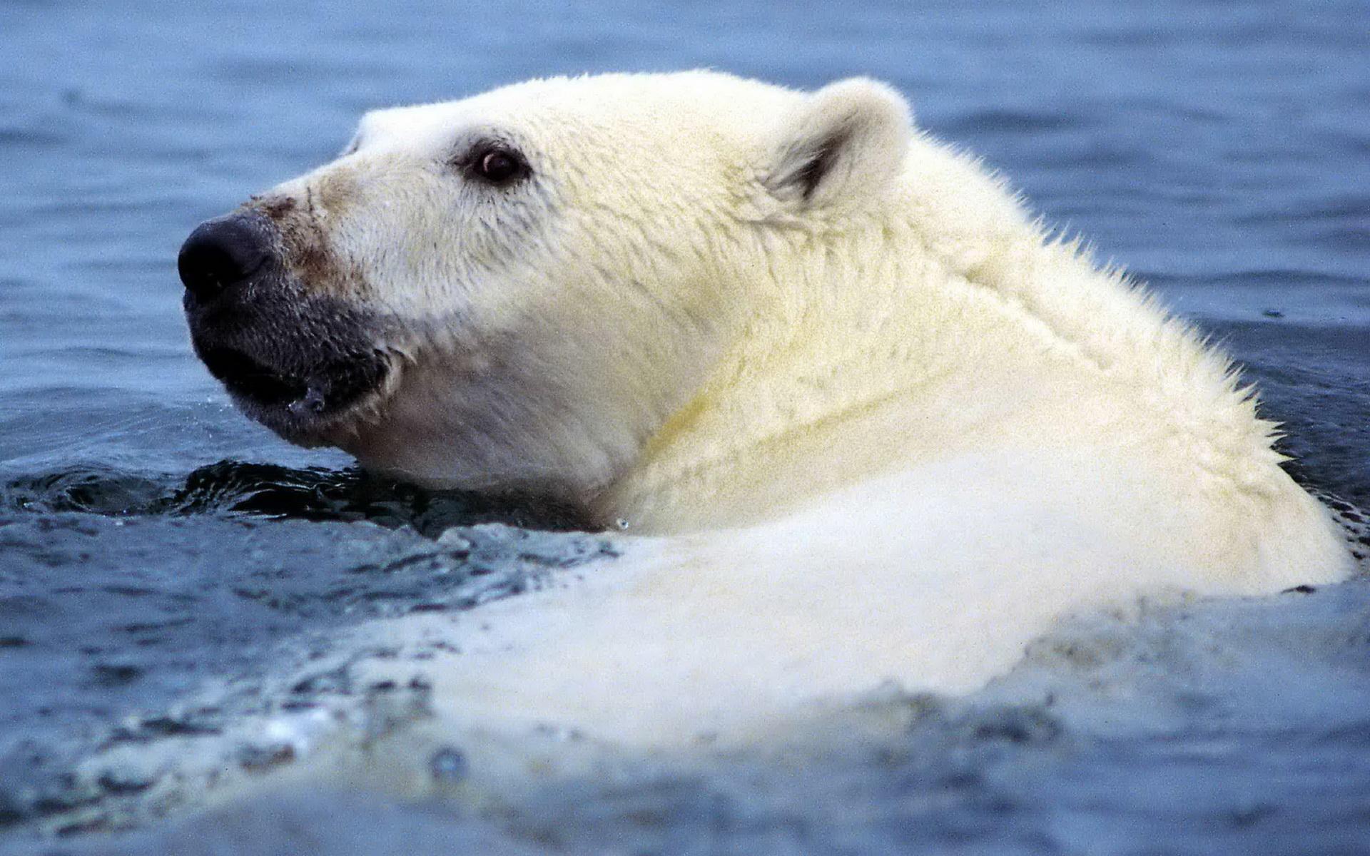 Картинки белого медведя в воде