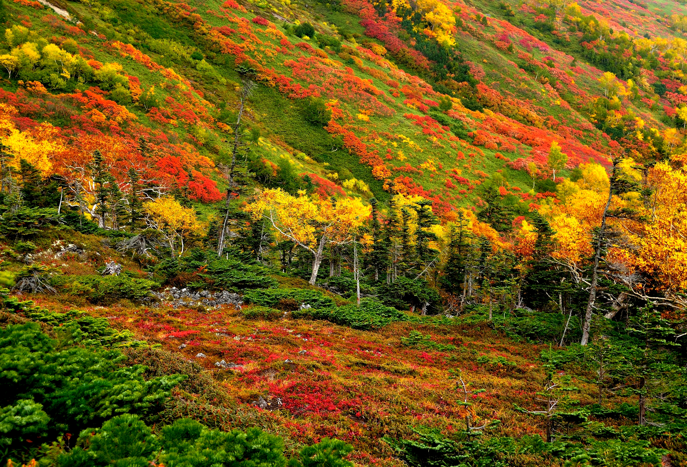Хоккайдо осень лес