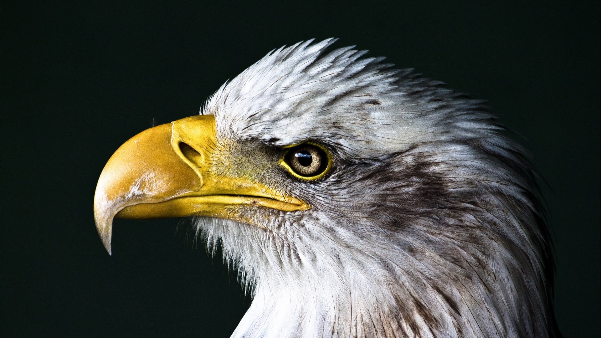 Download mobile wallpaper Birds, Bird, Close Up, Animal, Head, Eagle, Bald Eagle for free.