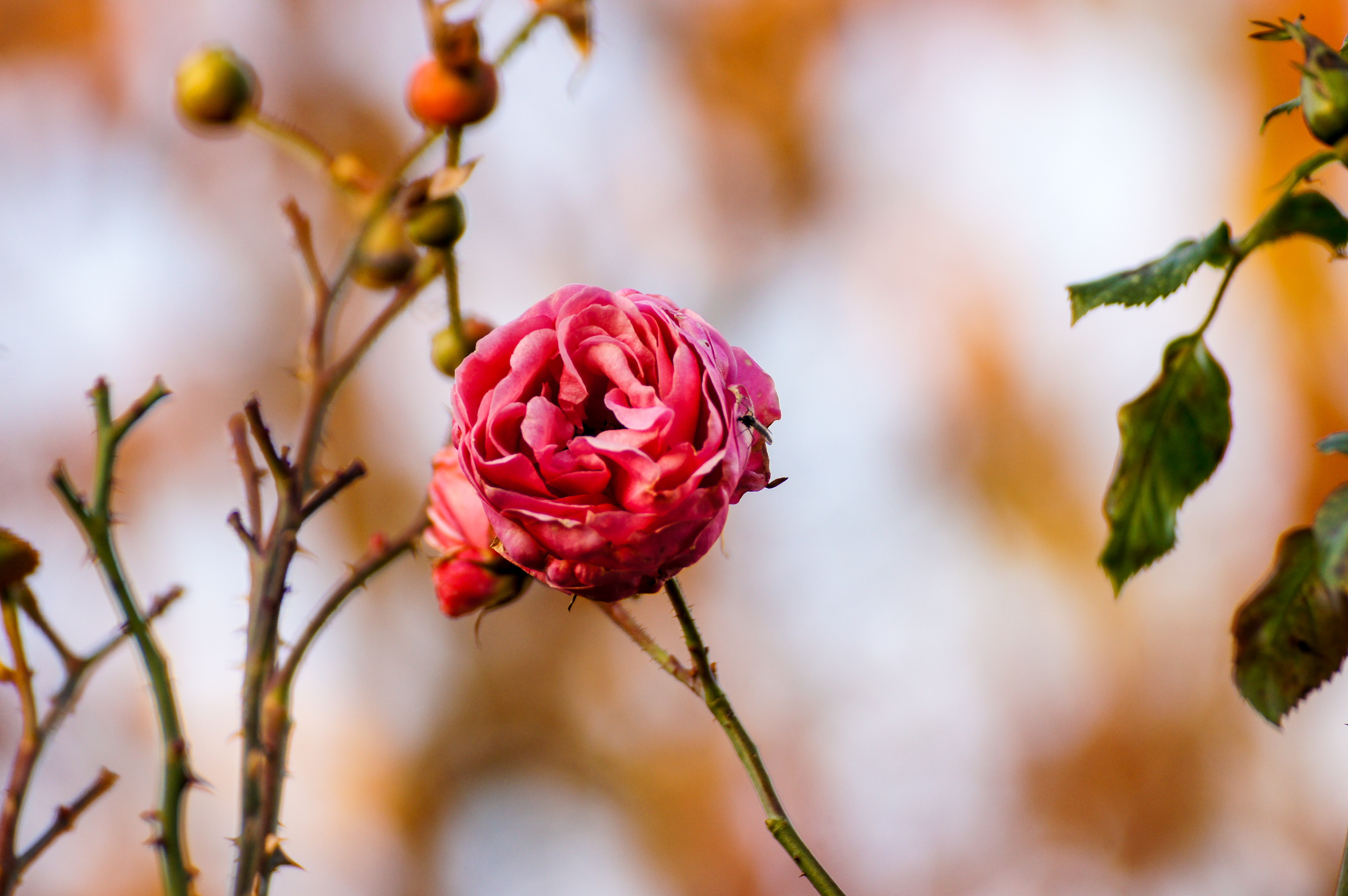 Розовый цветок без листьев. Осенние розы. Куст розы.