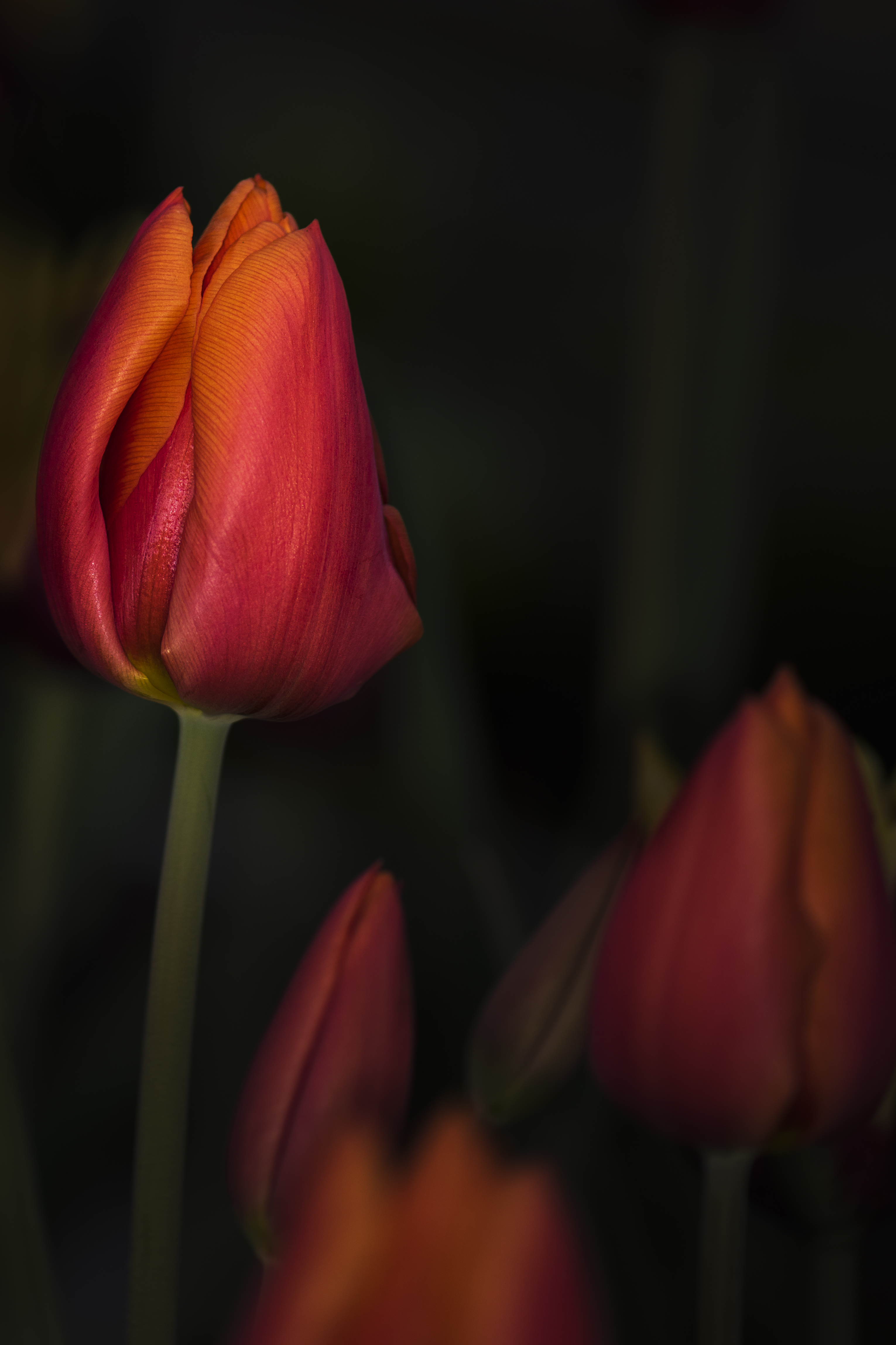 Download mobile wallpaper Close Up, Bud, Tulip, Flowers, Flower for free.