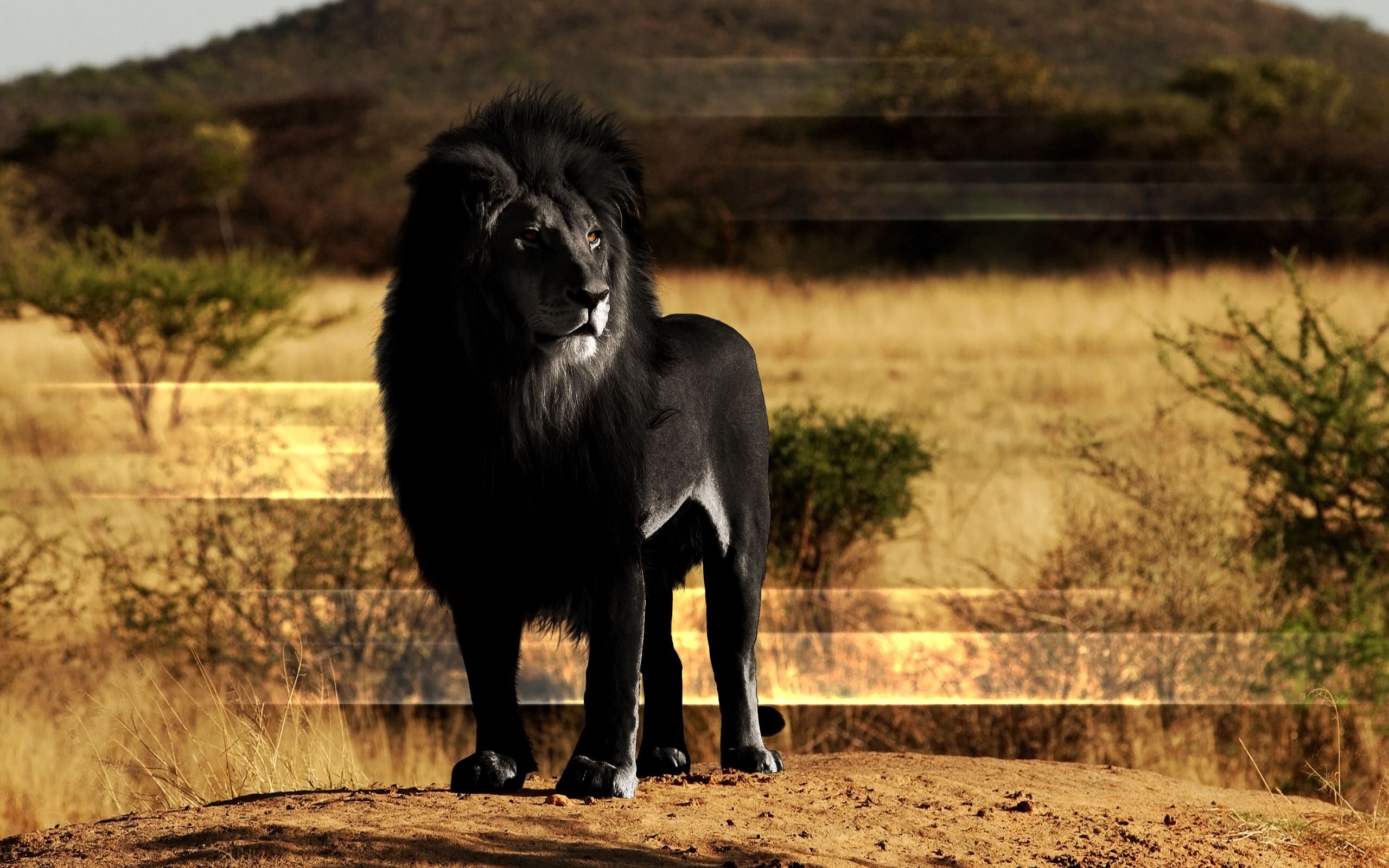 black lion, mane, animals, rock, lion, stone