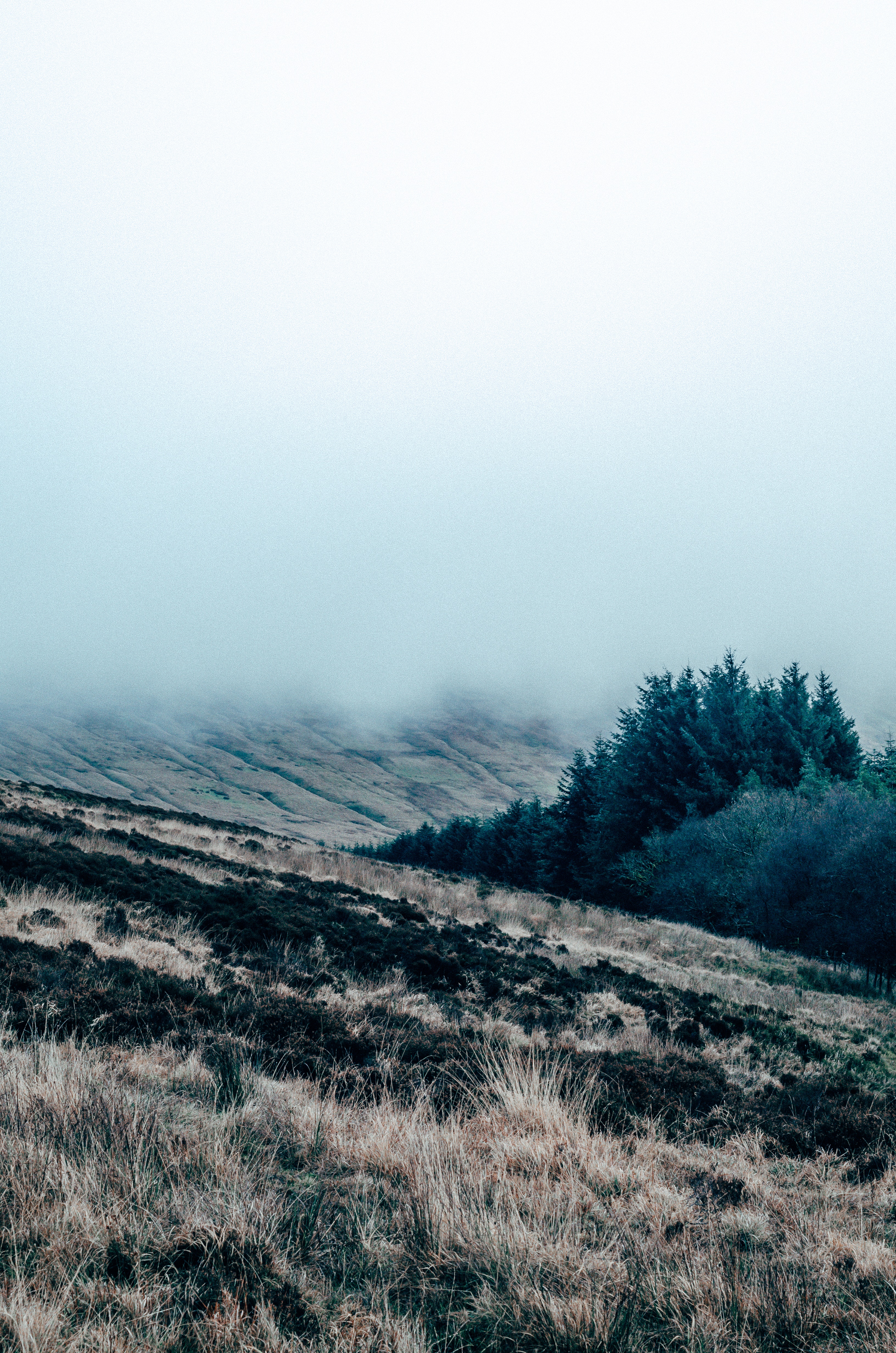 nature, grass, fog, field, mainly cloudy, overcast