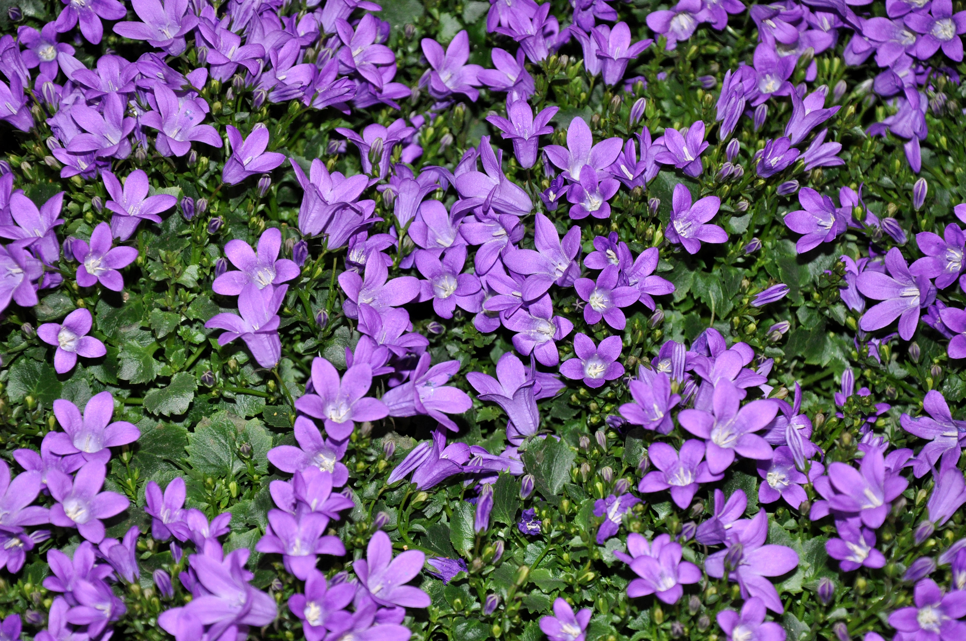 Фиолетовые колокольчики цветы название и фото
