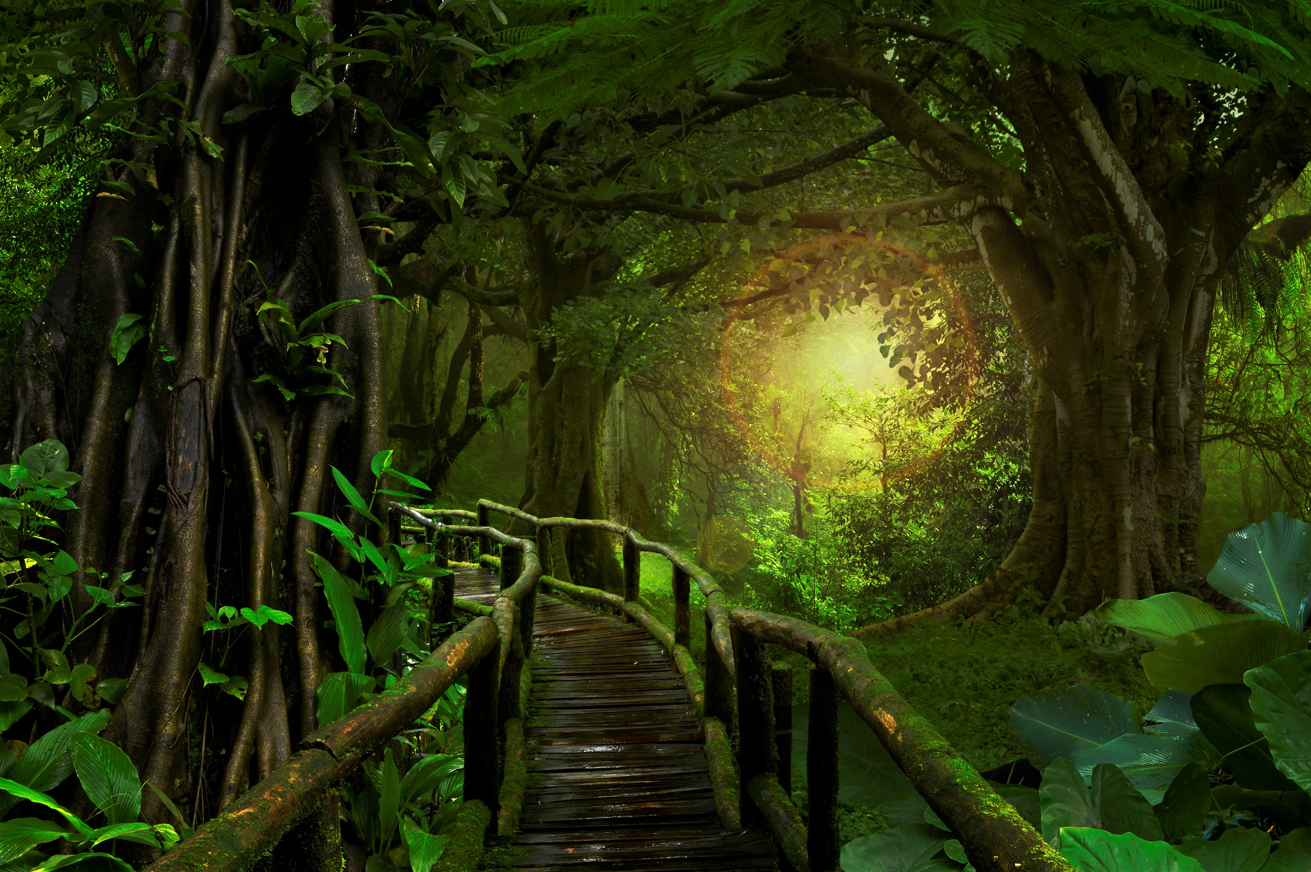 jungle, greenery, man made, boardwalk, rainforest, tree HD wallpaper