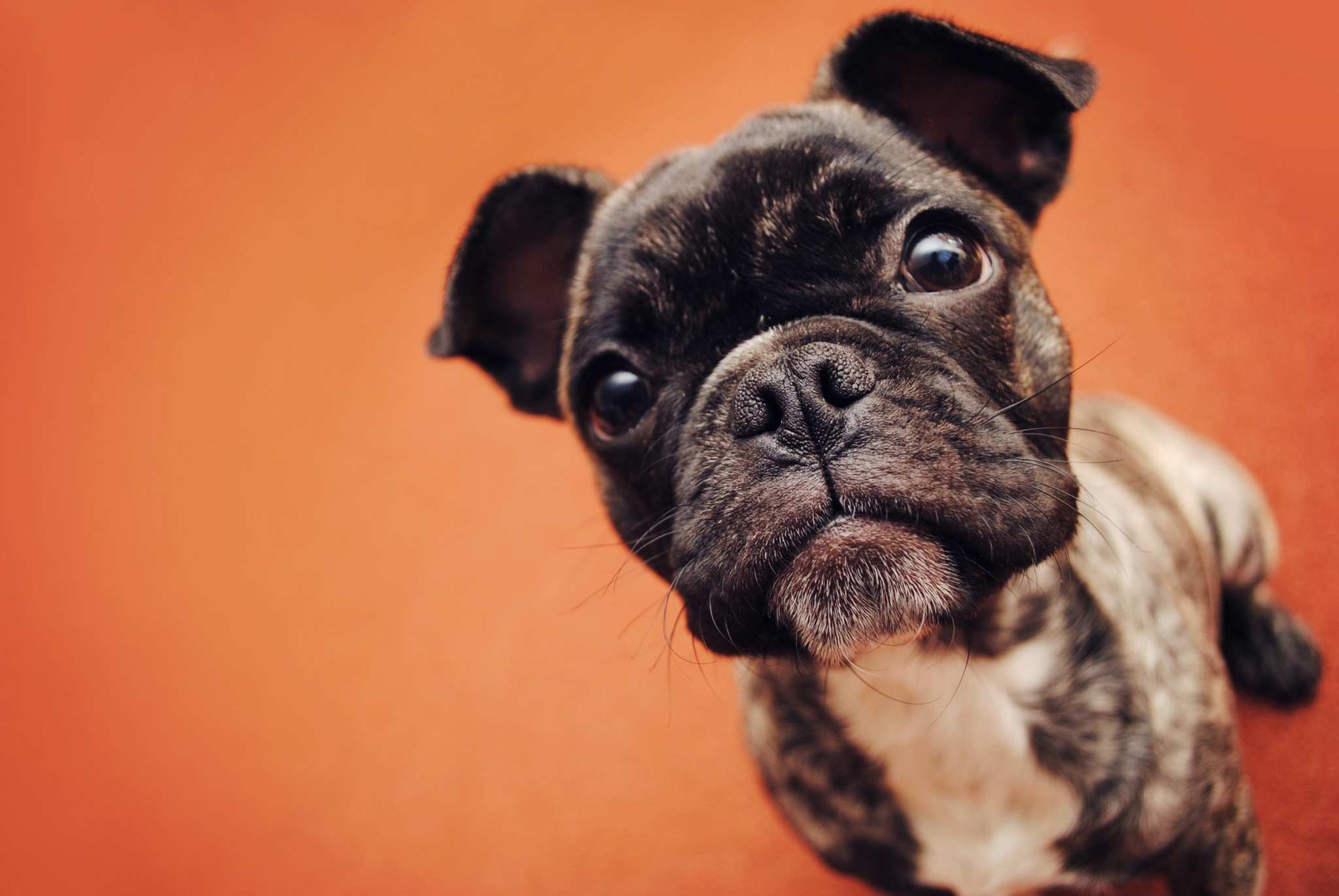 Handy-Wallpaper Hund, Gefleckt, Fleckig, Meinung, Bulldogge, Bulldog, Sicht, Schnauze, Hündchen, Tiere, Welpen kostenlos herunterladen.