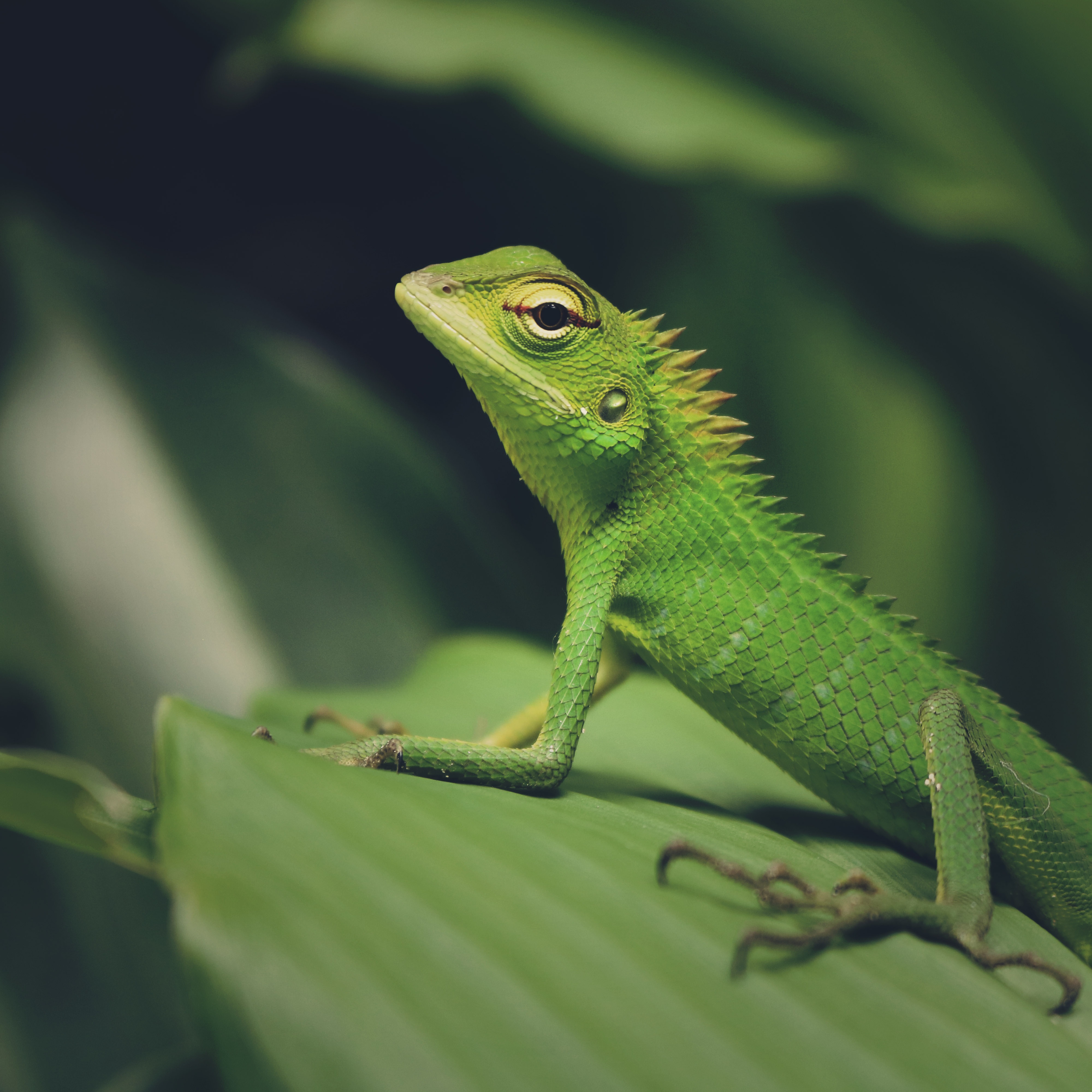 Free download wallpaper Animals, Macro, Lizard, Reptile, Green Lizard on your PC desktop