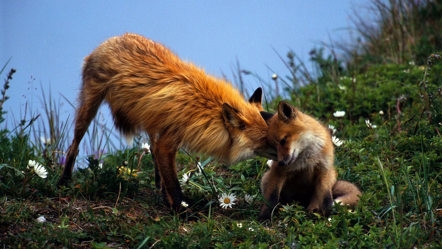 Flower foxes. Гривистый волк. Лиса. Лиса летом. Лисички животные.