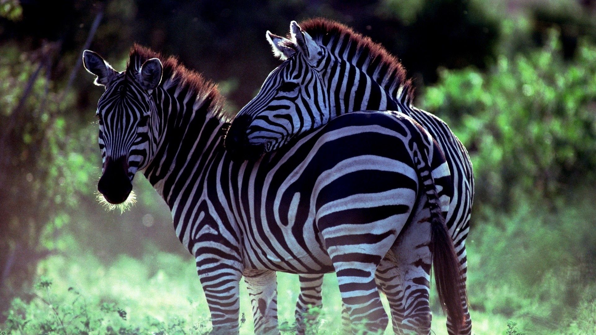 142765 baixar papel de parede animais, zebra, casal, par, passeio, passear, cuidado - protetores de tela e imagens gratuitamente