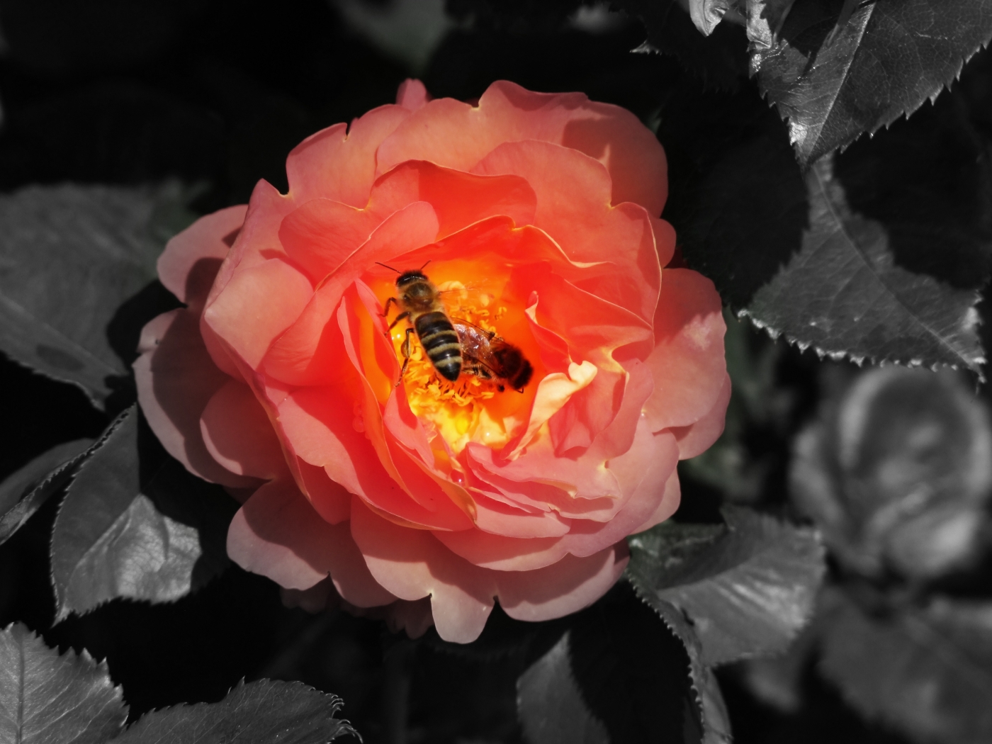 34367 descargar fondo de pantalla insectos, abejas, rojo: protectores de pantalla e imágenes gratis