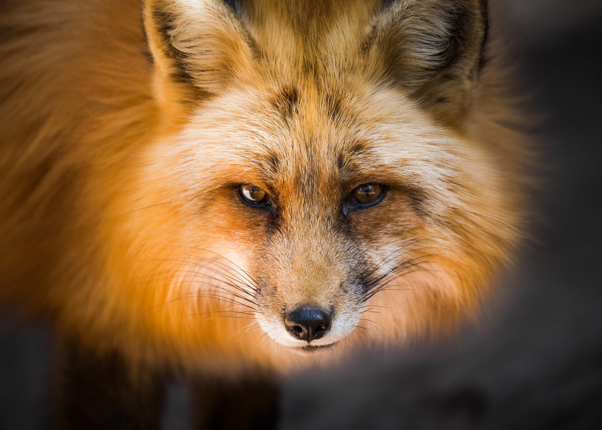 Фото лисы рыжей на аватарку красивое