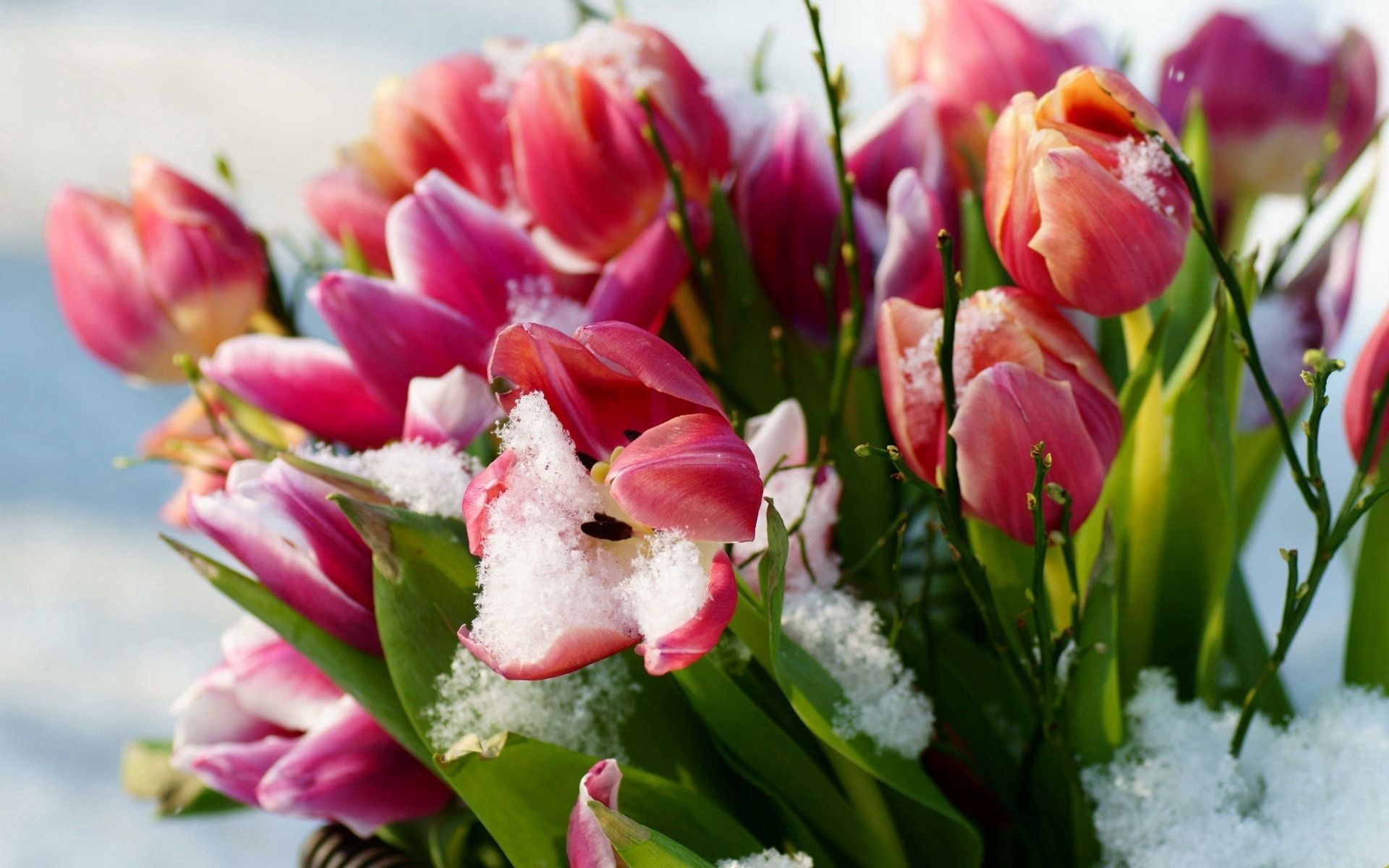Download mobile wallpaper Snow, Flowers, Cold, Tulips for free.