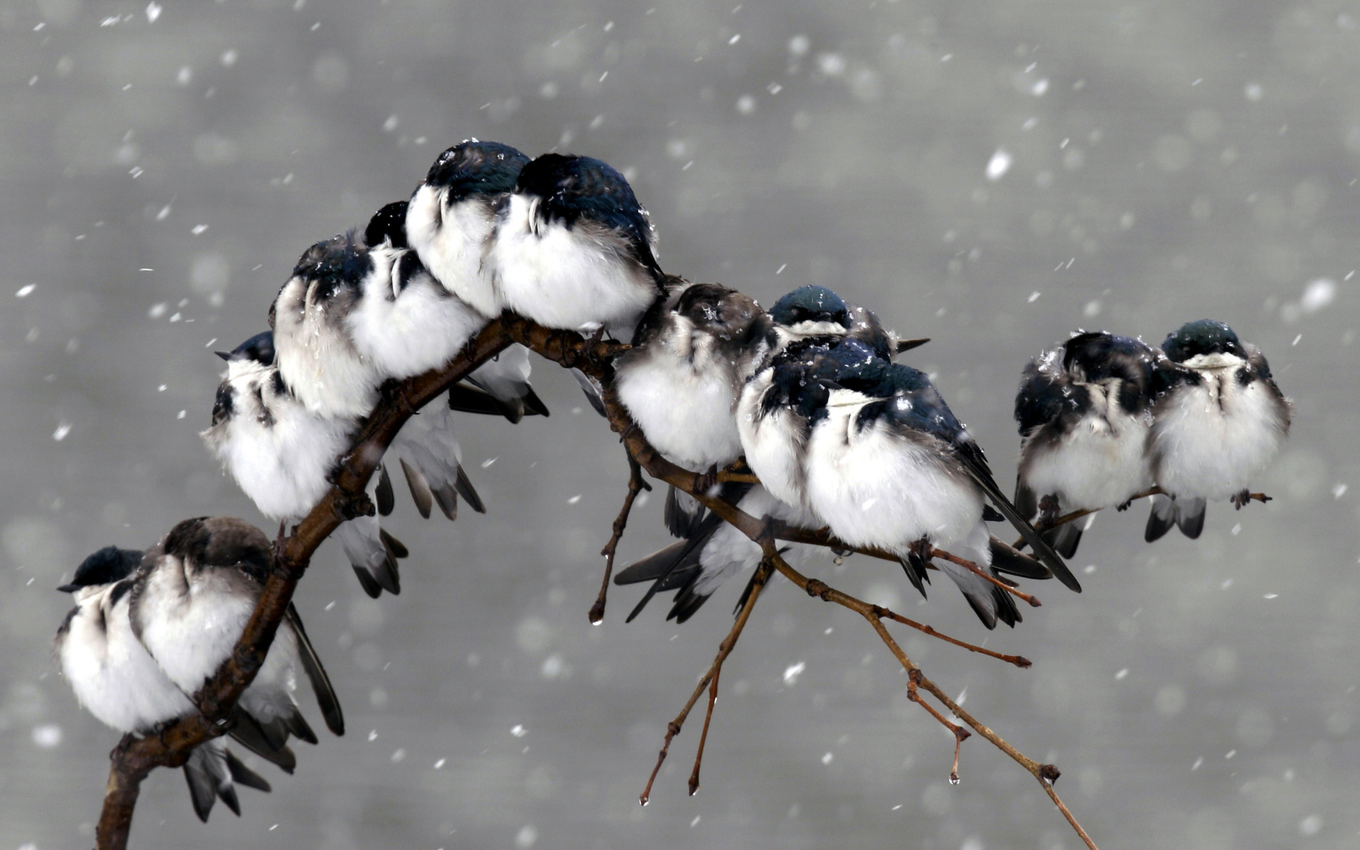 animal, bird, branch, cold, snow, snowfall, winter, birds