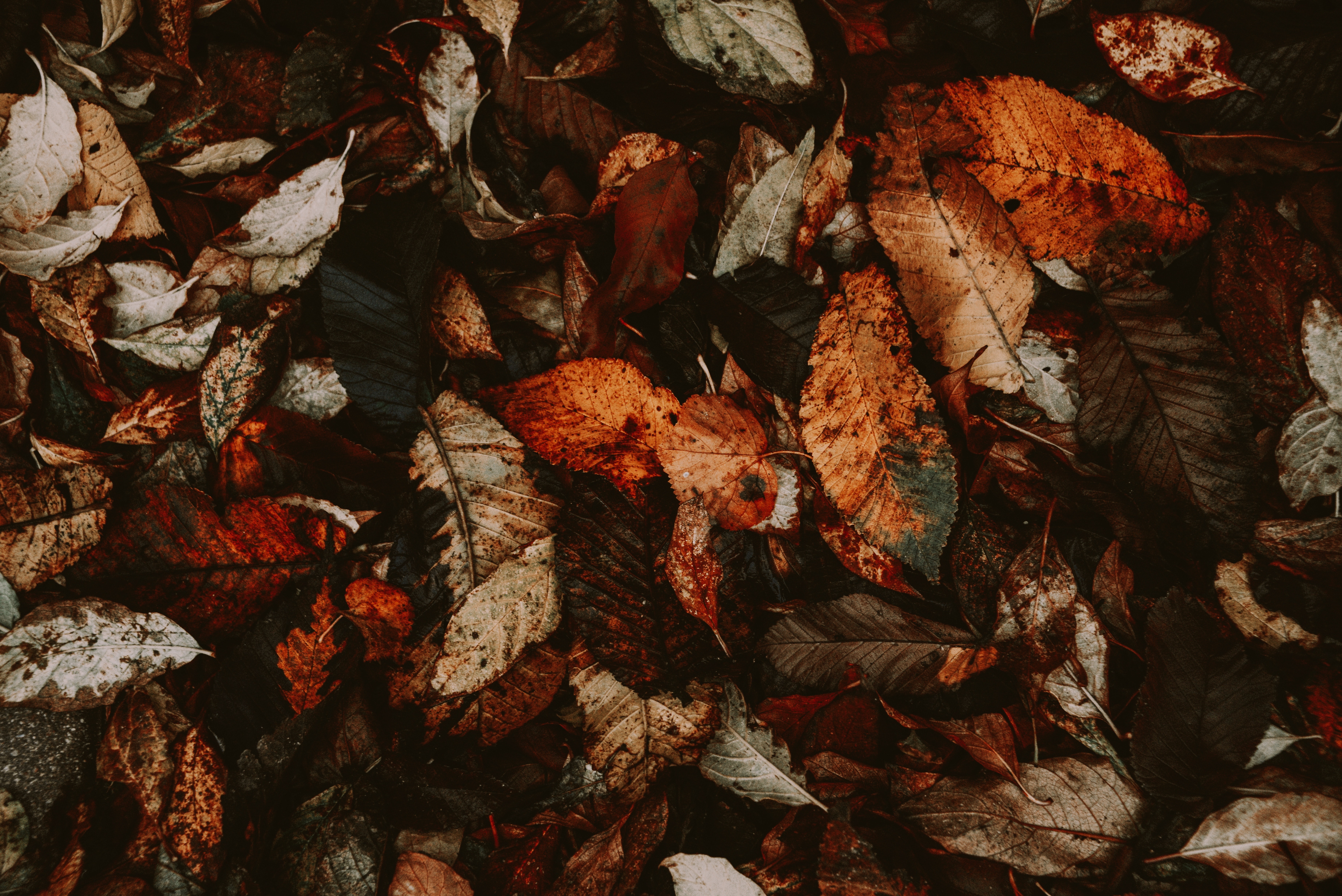 autumn, leaves, macro, foliage, dry, fallen Desktop Wallpaper