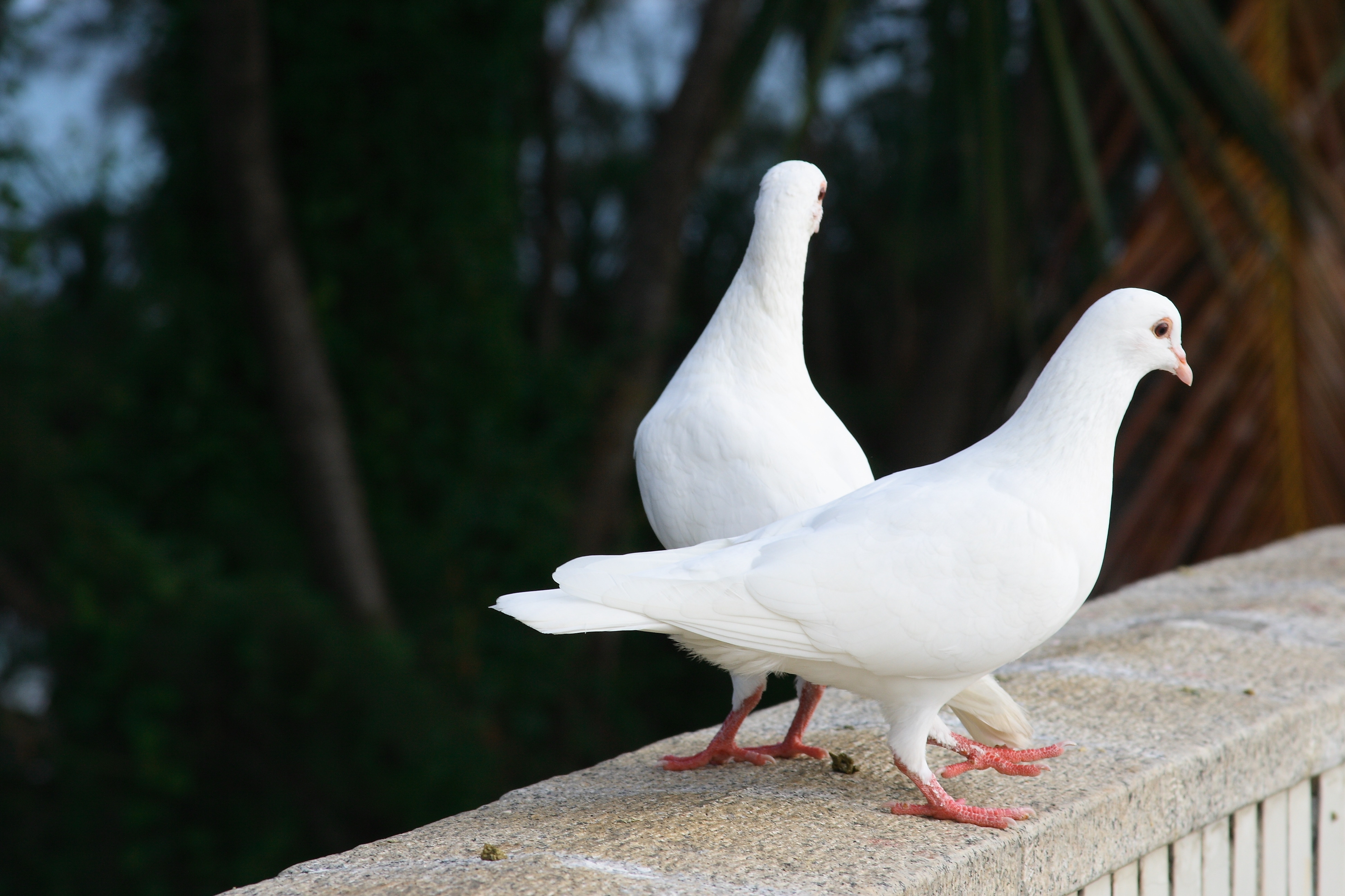 pigeons, birds, animals, white, couple, pair, snow white