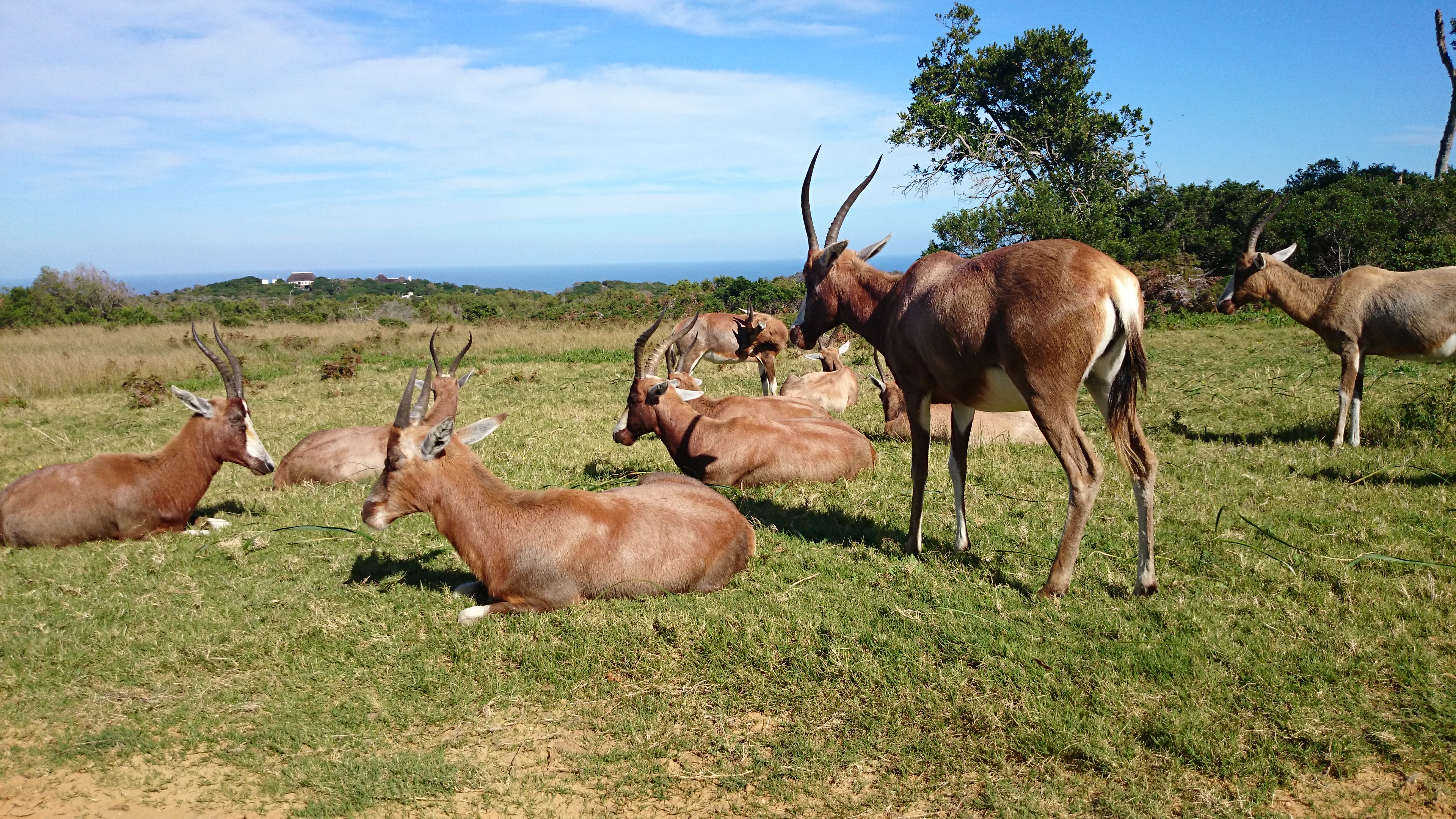 animal, antelope, blesbok 2160p