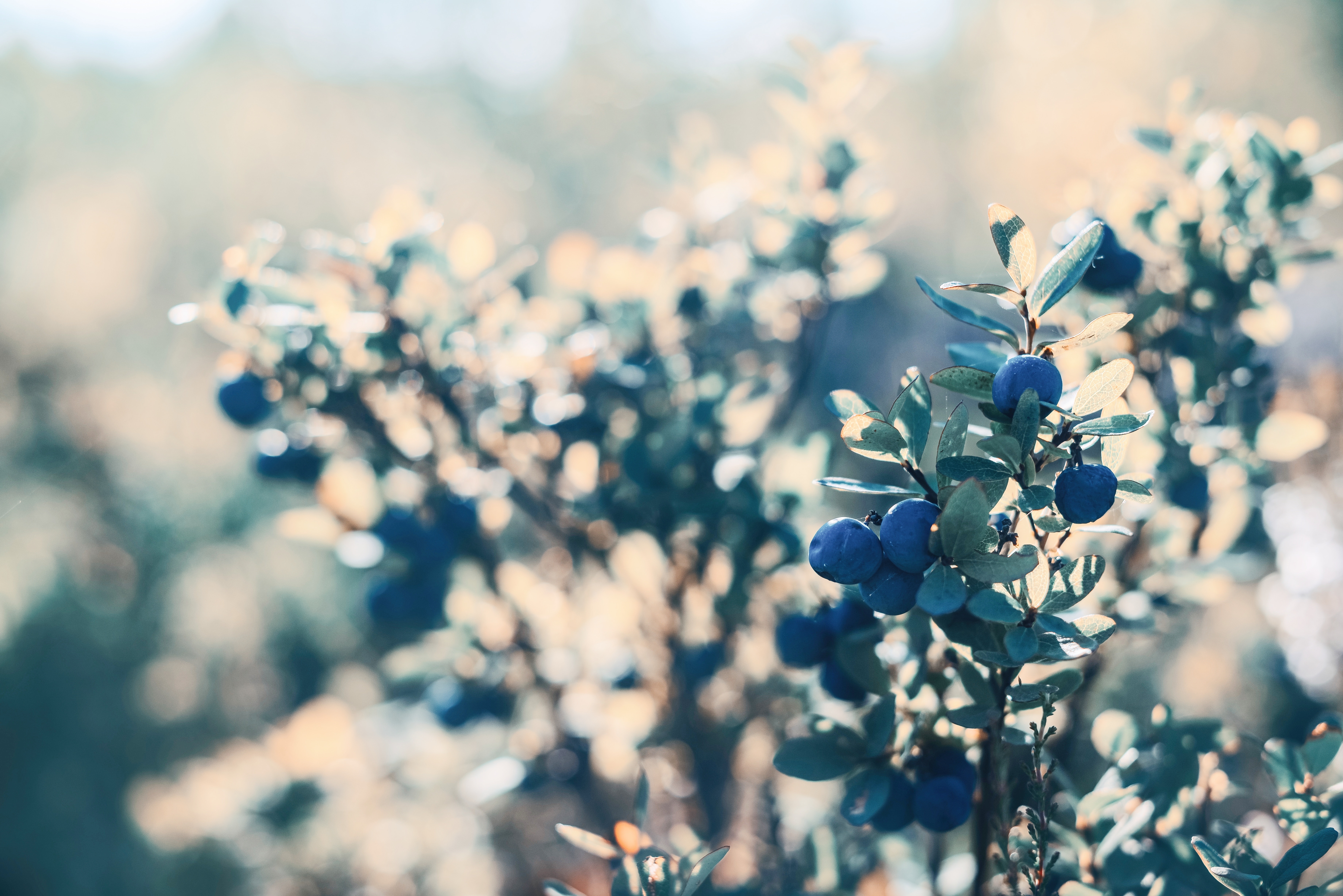 Laden Sie das Blueberry, Berries, Bush, Makro, Busch, Pflanze-Bild kostenlos auf Ihren PC-Desktop herunter