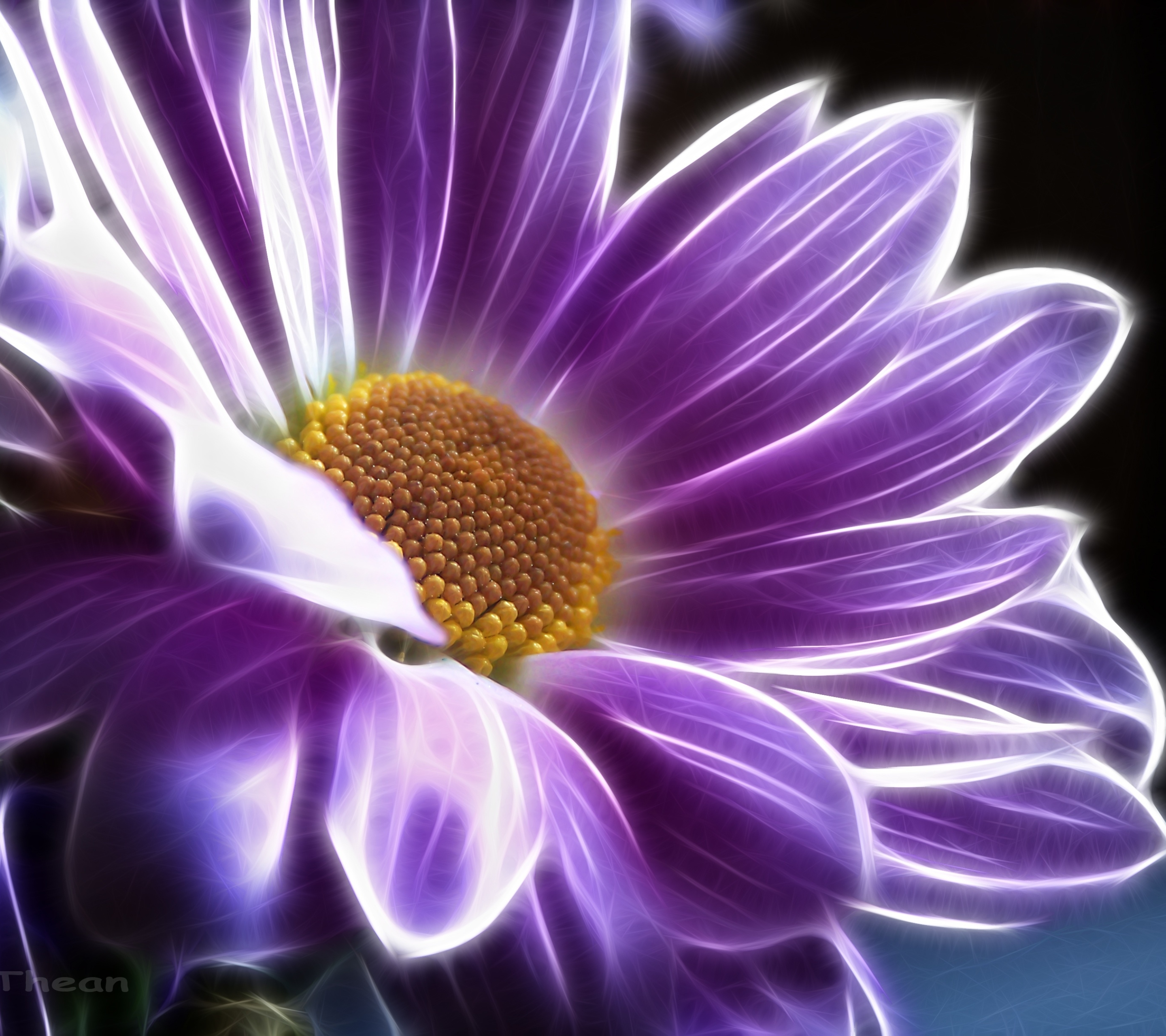 1121247 Hintergrundbild herunterladen künstlerisch, blume, chrysantheme, chrysanthemen, violett, lila, blumen - Bildschirmschoner und Bilder kostenlos
