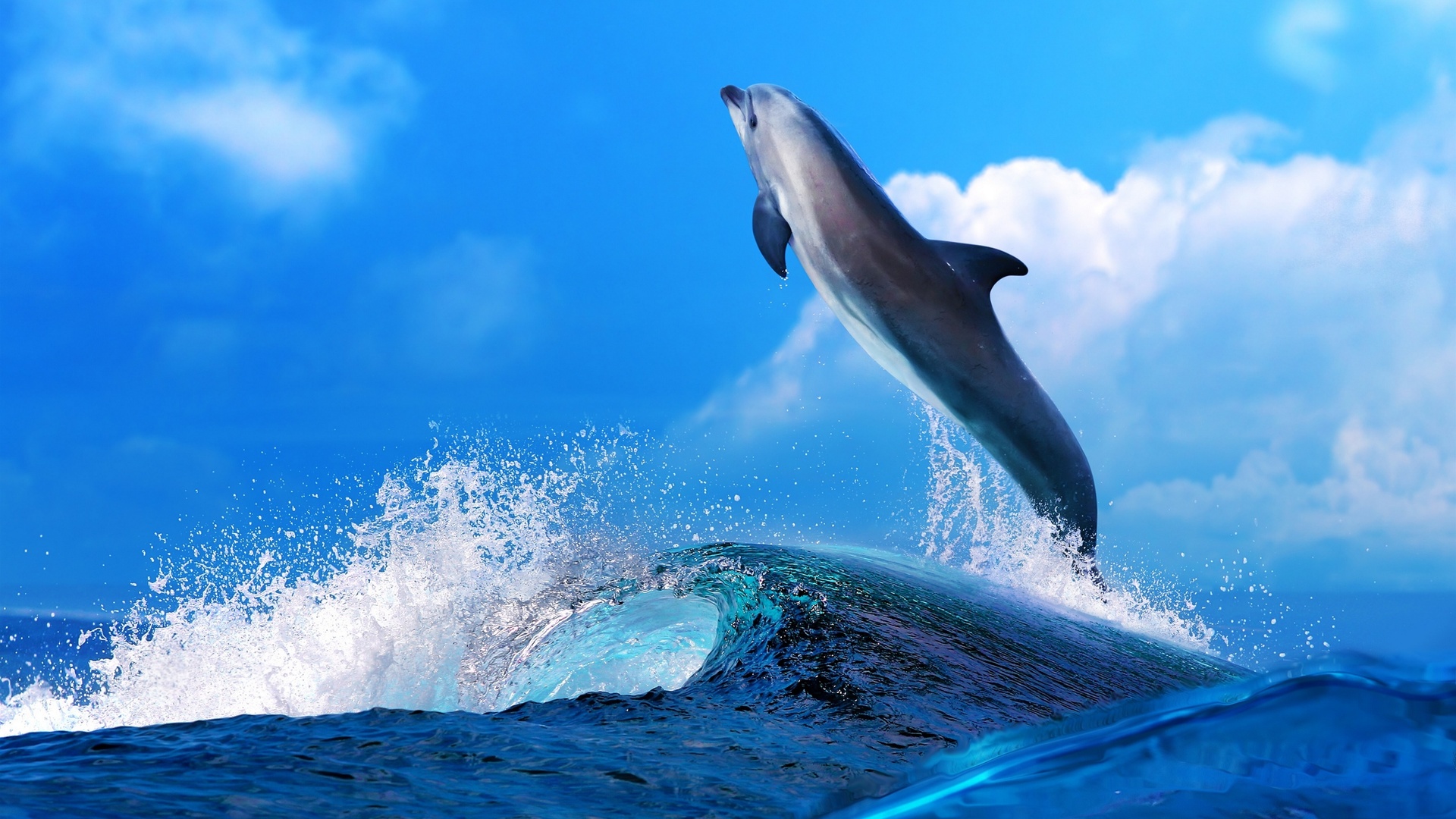 Фото дельфинов красивые в море