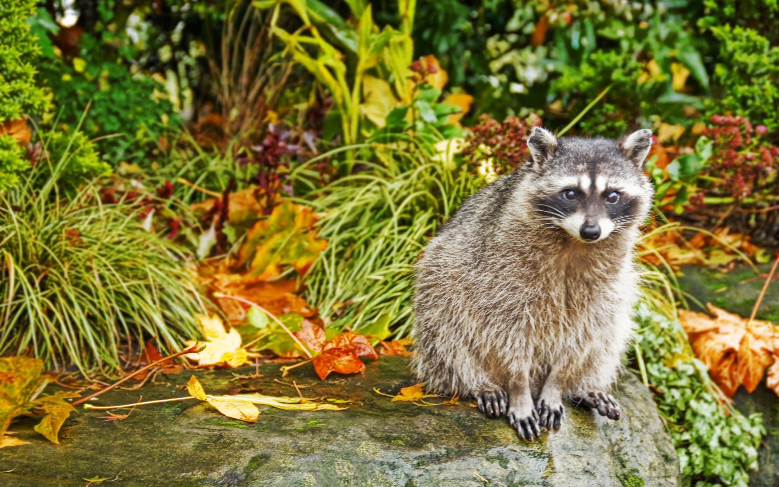 Download mobile wallpaper Grass, Sit, Animals, Autumn, Raccoon for free.